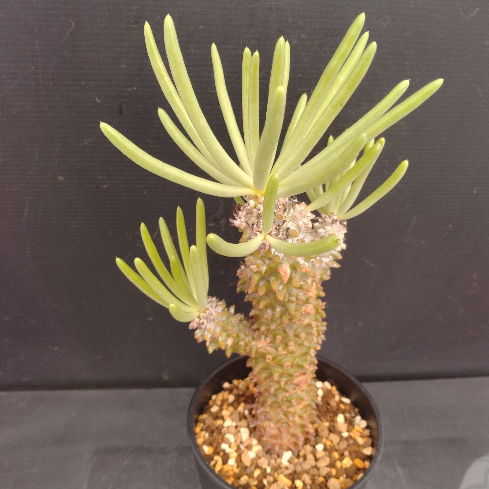 L132【自社養生株】チレコドン ワリチー（現地球・発根株・鉢植え