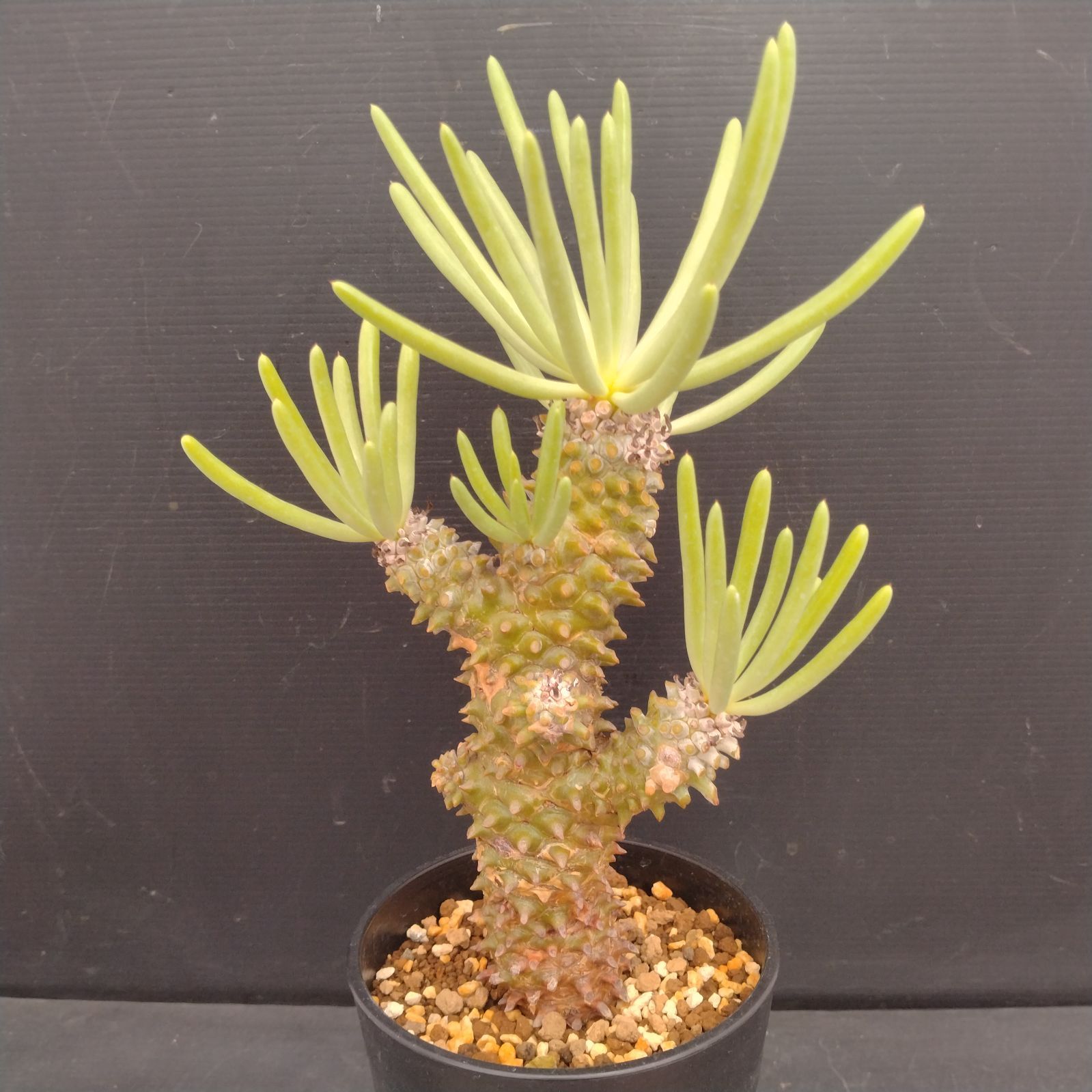 L132【自社養生株】チレコドン ワリチー（現地球・発根株・鉢植え