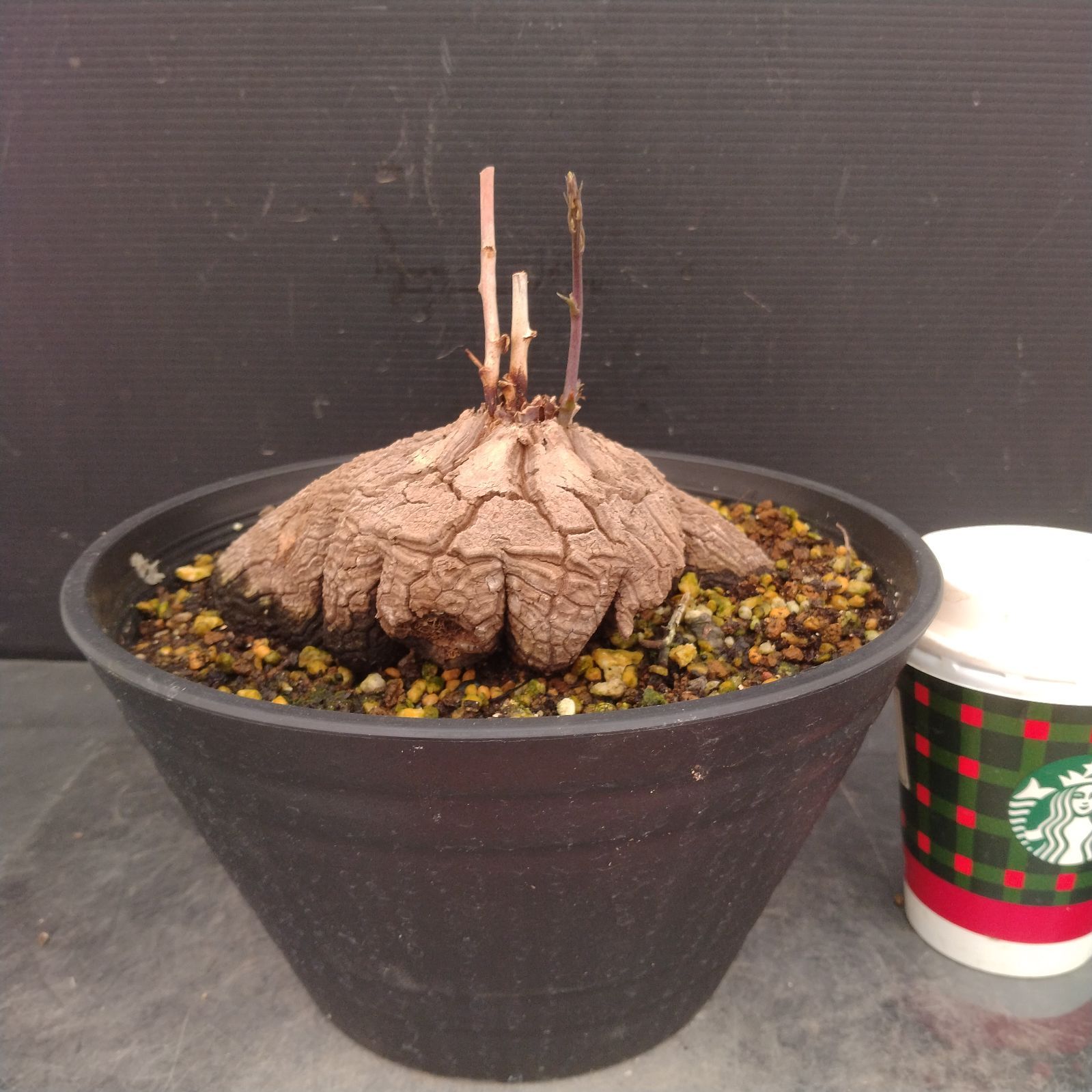 L134【自社養生株】ディオスコレア アフリカ亀甲竜（発根未確認株