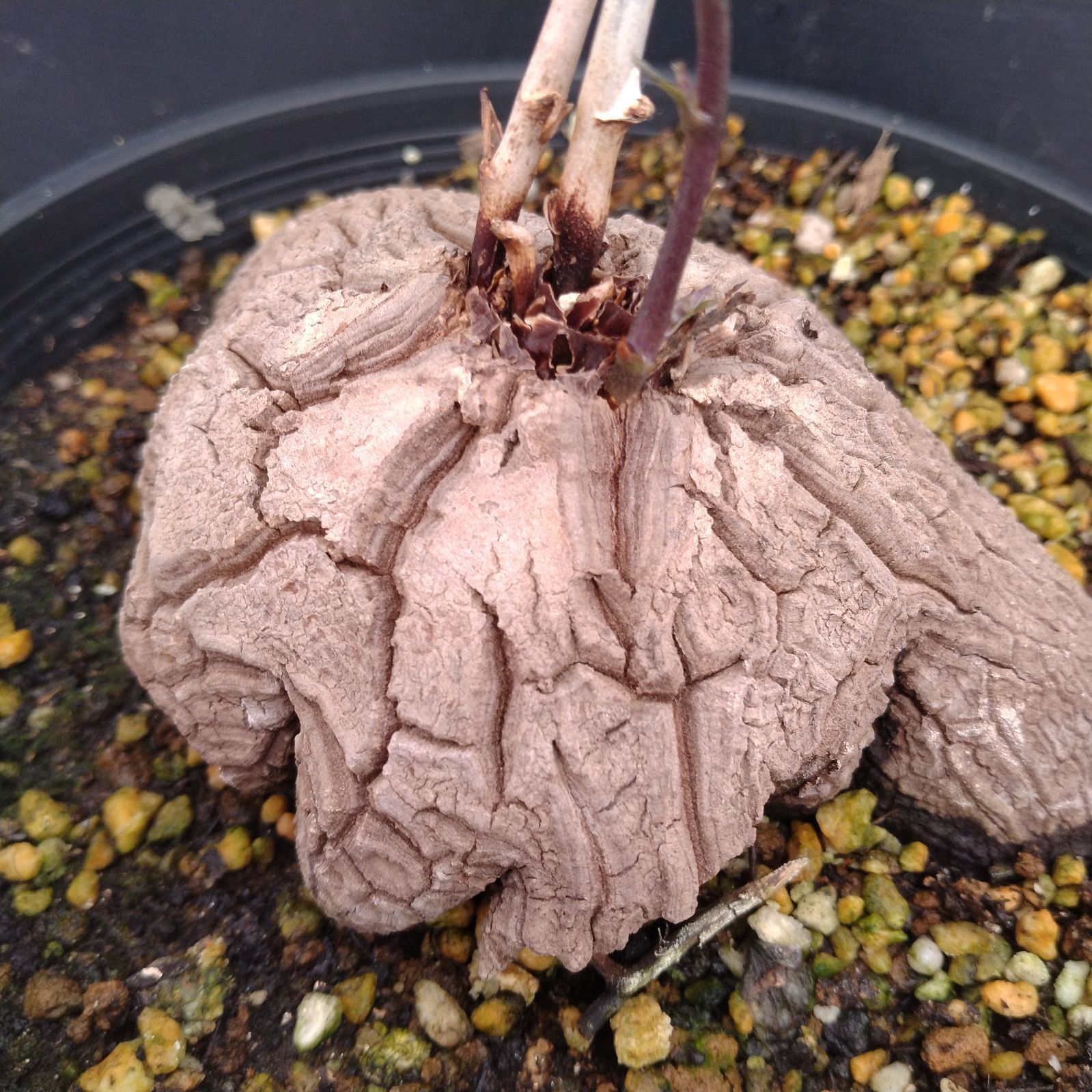 L134【自社養生株】ディオスコレア アフリカ亀甲竜（発根未確認株