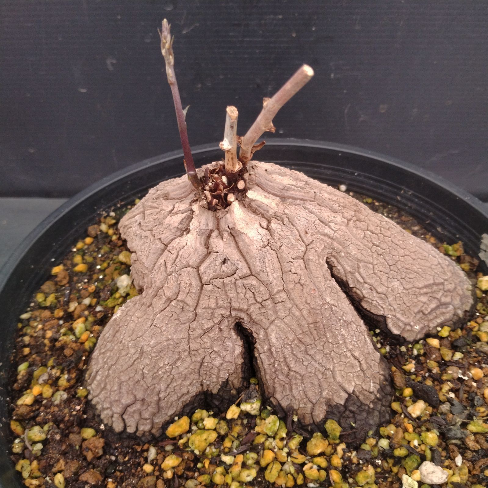 L134【自社養生株】ディオスコレア アフリカ亀甲竜（発根未確認株