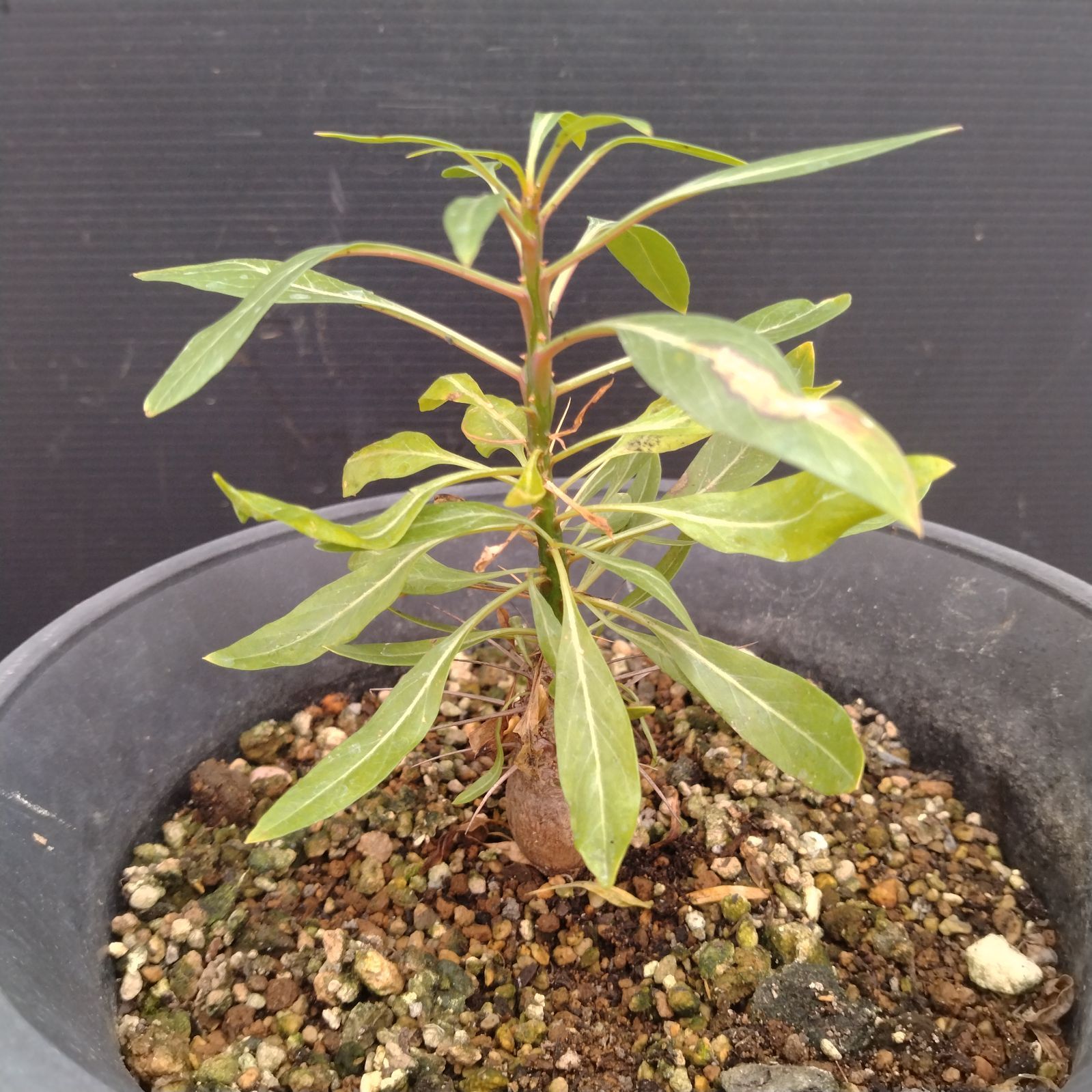 L142【自社養生株】フォークイエリア プルプシー（実生・発根株