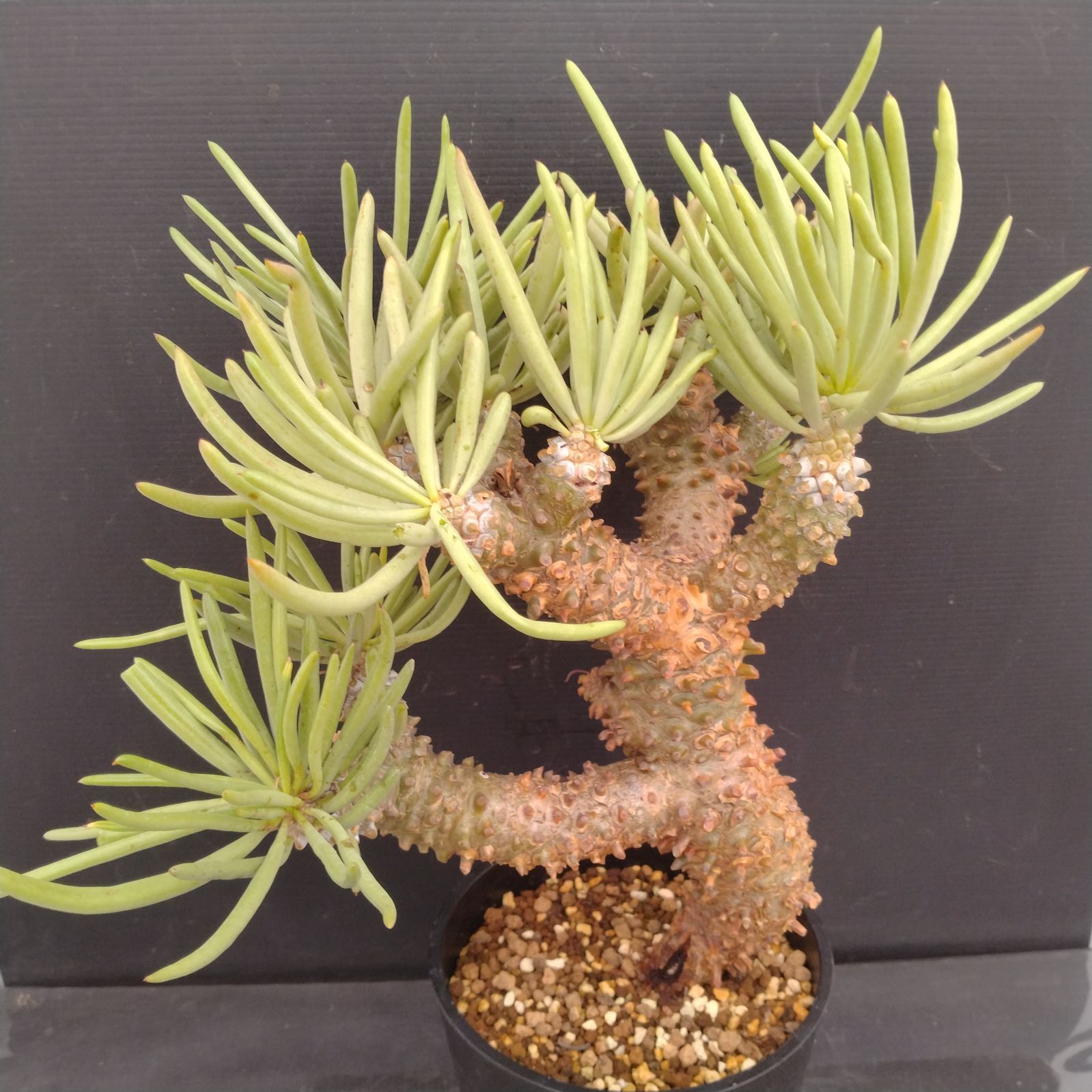 チレコドン・ワリチー　現地株　現地球　チレコドン　ワリチー L147【自社養生株】チレコドン ワリチー（L）（現地球・発根株・鉢植え