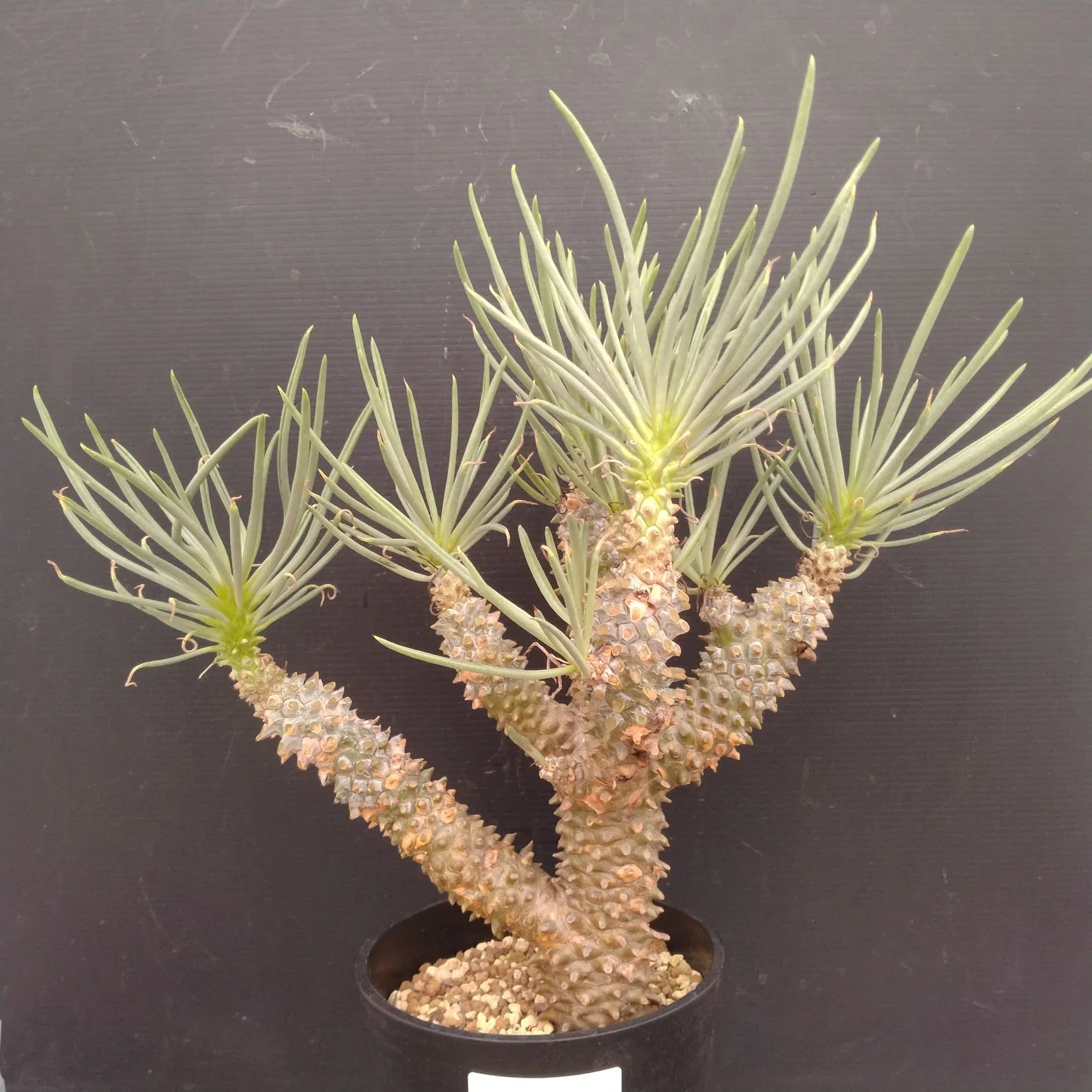 2026年最新】チレコドン ワリチーの人気アイテム - メルカリ