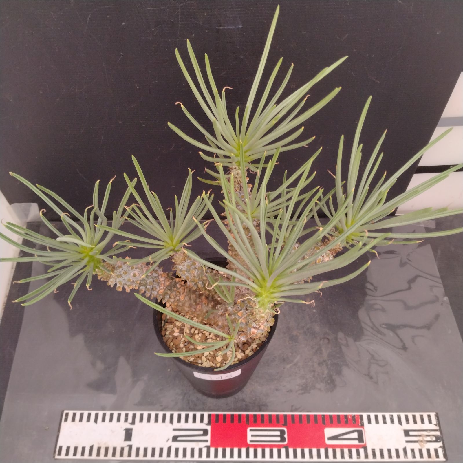 L148【自社養生株】チレコドン ワリチー（L）（現地球・発根株・鉢植え