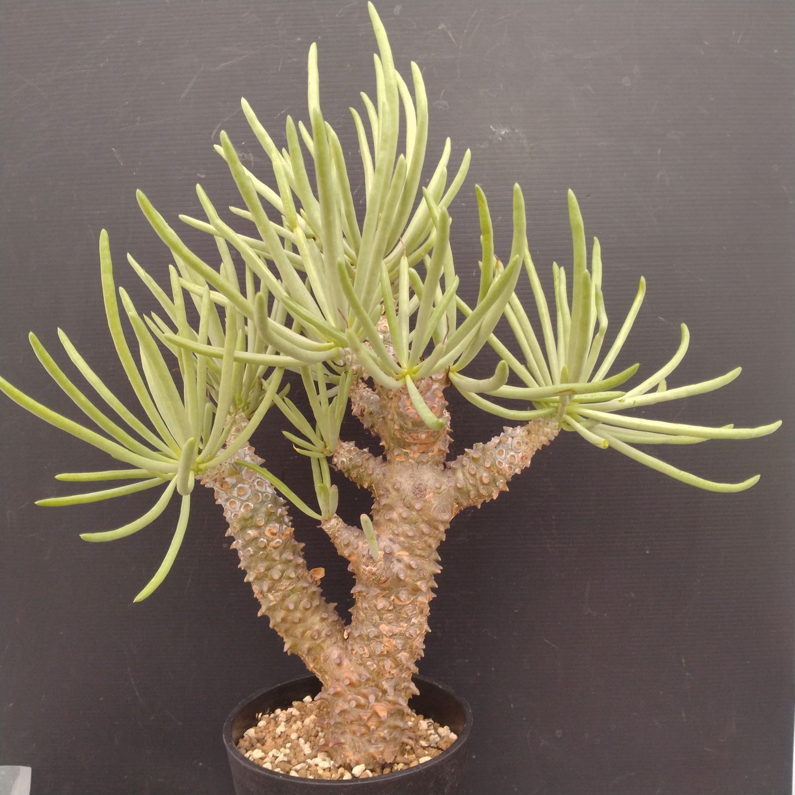 L149【自社養生株】チレコドン ワリチー（L）（現地球・発根株・鉢植え