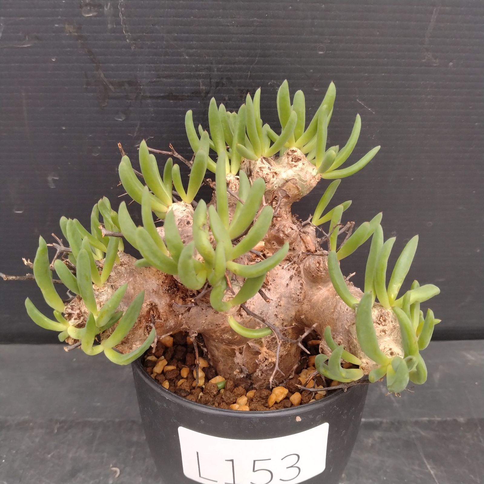 L153【自社養生株】チレコドン レティキュラータス 万物想（S）（現地