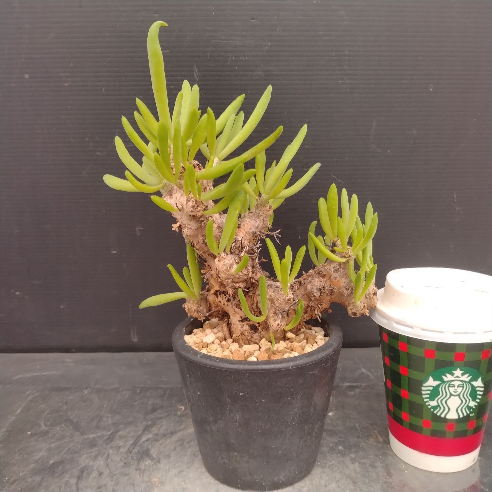 L154【自社養生株】チレコドン レティキュラータス 万物想（S）（現地