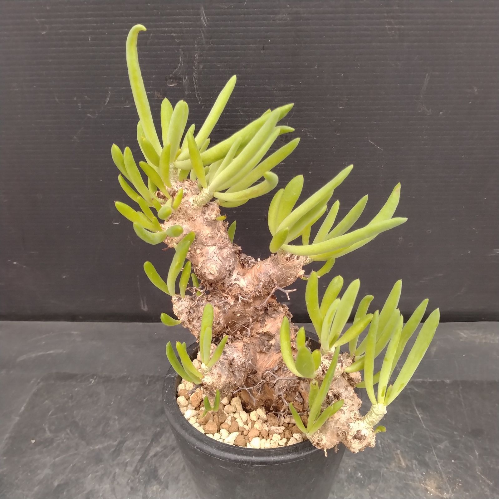 L154【自社養生株】チレコドン レティキュラータス 万物想（S）（現地