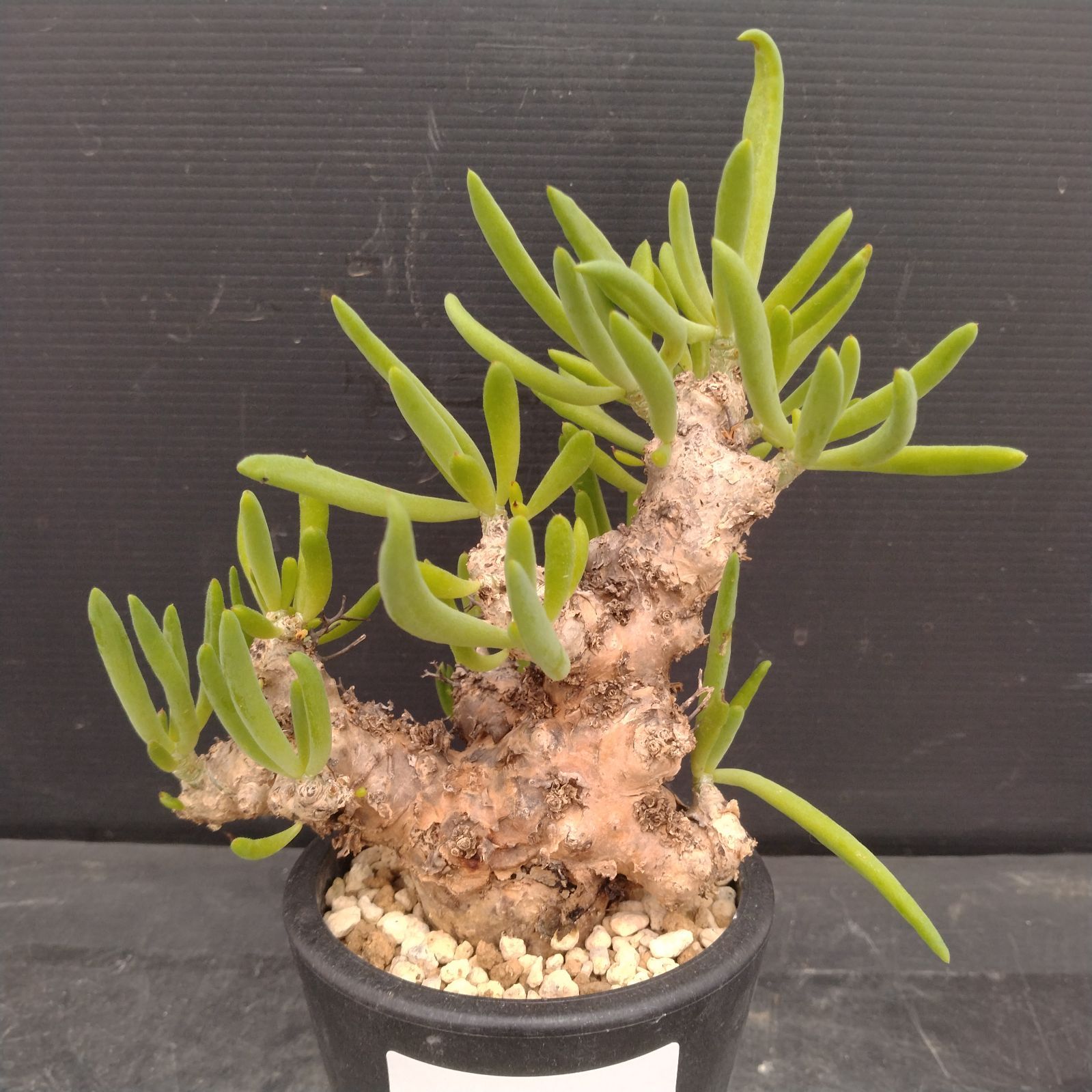 L154【自社養生株】チレコドン レティキュラータス 万物想（S）（現地