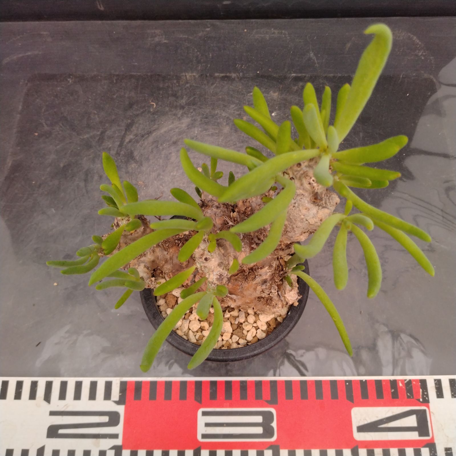 大株❗️ 塊根植物　チレコドン　レキュラータス　万物想　現地球 L154【自社養生株】チレコドン レティキュラータス 万物想（S）（現地