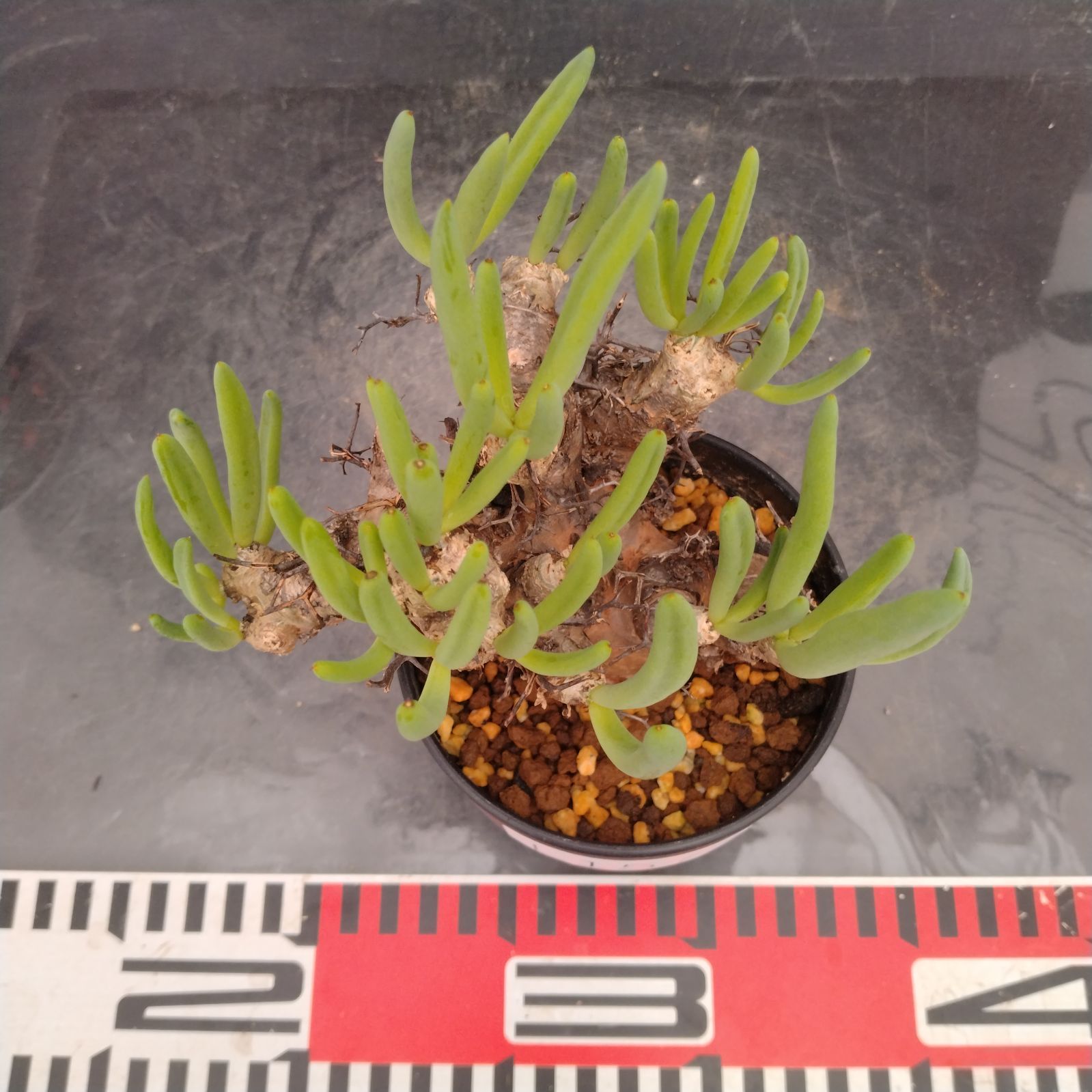 L157【自社養生株】チレコドン レティキュラータス 万物想（S）（現地