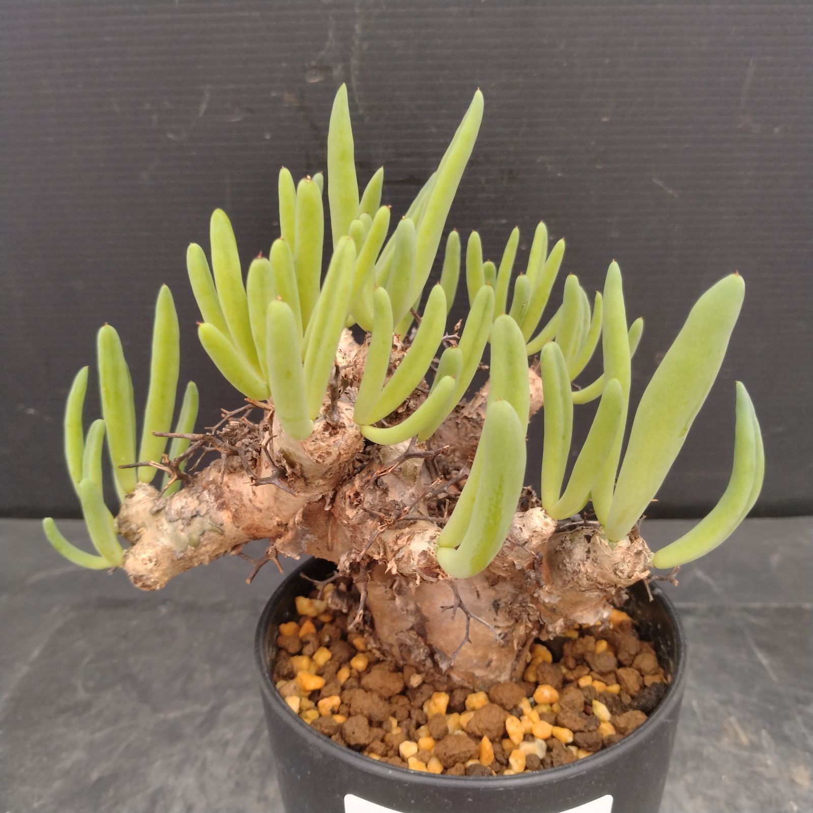 L157【自社養生株】チレコドン レティキュラータス 万物想（S）（現地