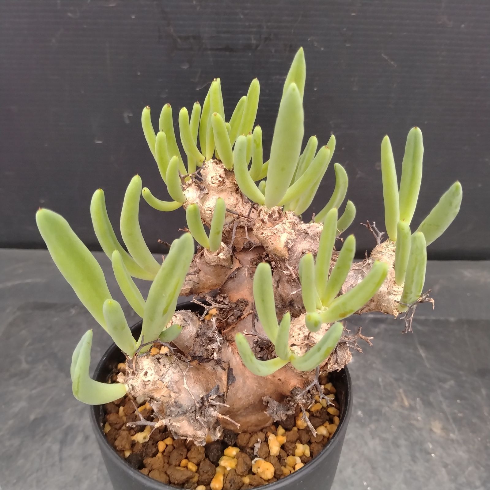 L157【自社養生株】チレコドン レティキュラータス 万物想（S）（現地