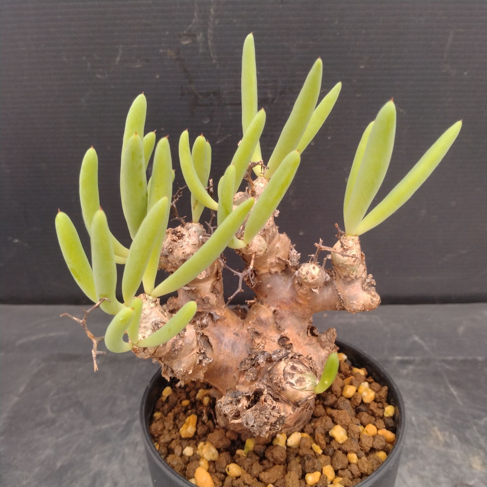 L159【自社養生株】チレコドン レティキュラータス 万物想（S）（現地