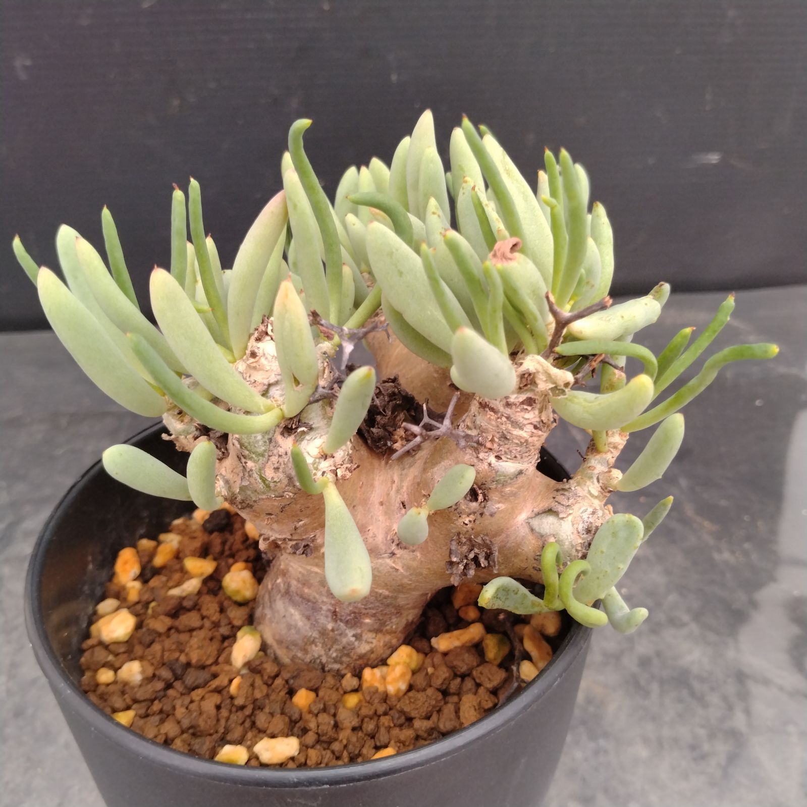 【冬型塊根植物】 万物想 チレコドン レスキュラーツス （大株） 冬型植物、入ってきました😃 ・チレコドン レティキュラーツス 万物想