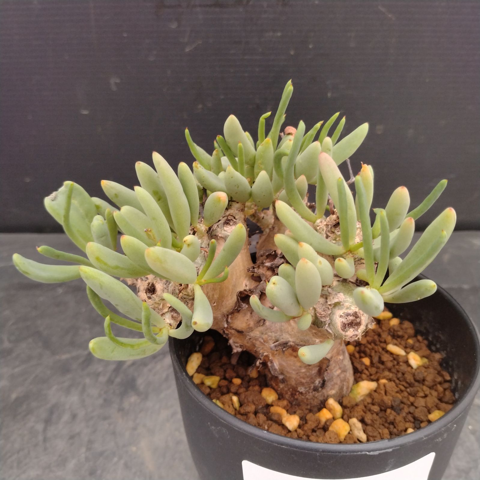 チレコドン　レティキュラータス　No.006　鉢、送料込　メルカリ便 2026年最新】万物想 実生の人気アイテム - メルカリ