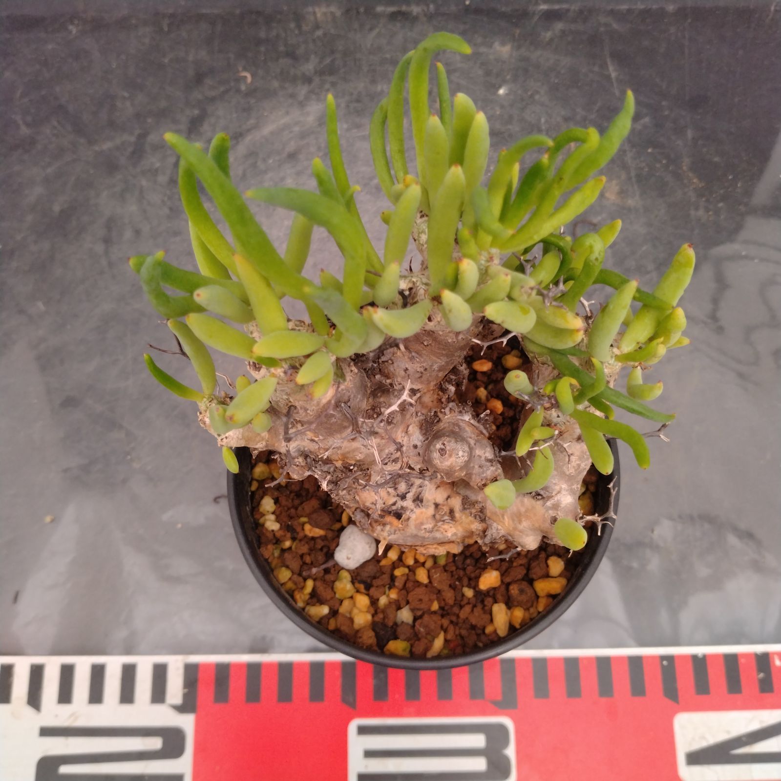 L161【自社養生株】チレコドン レティキュラータス 万物想（S）（現地