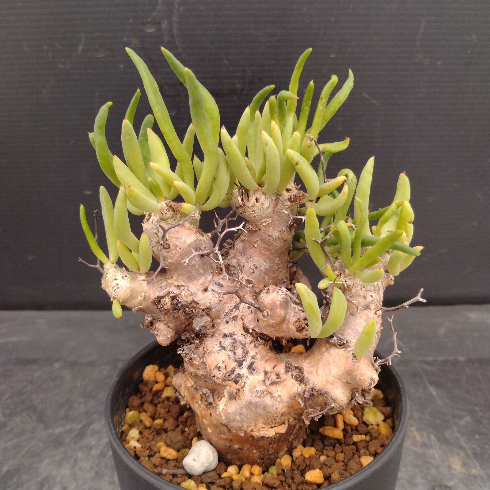 L161【自社養生株】チレコドン レティキュラータス 万物想（S）（現地