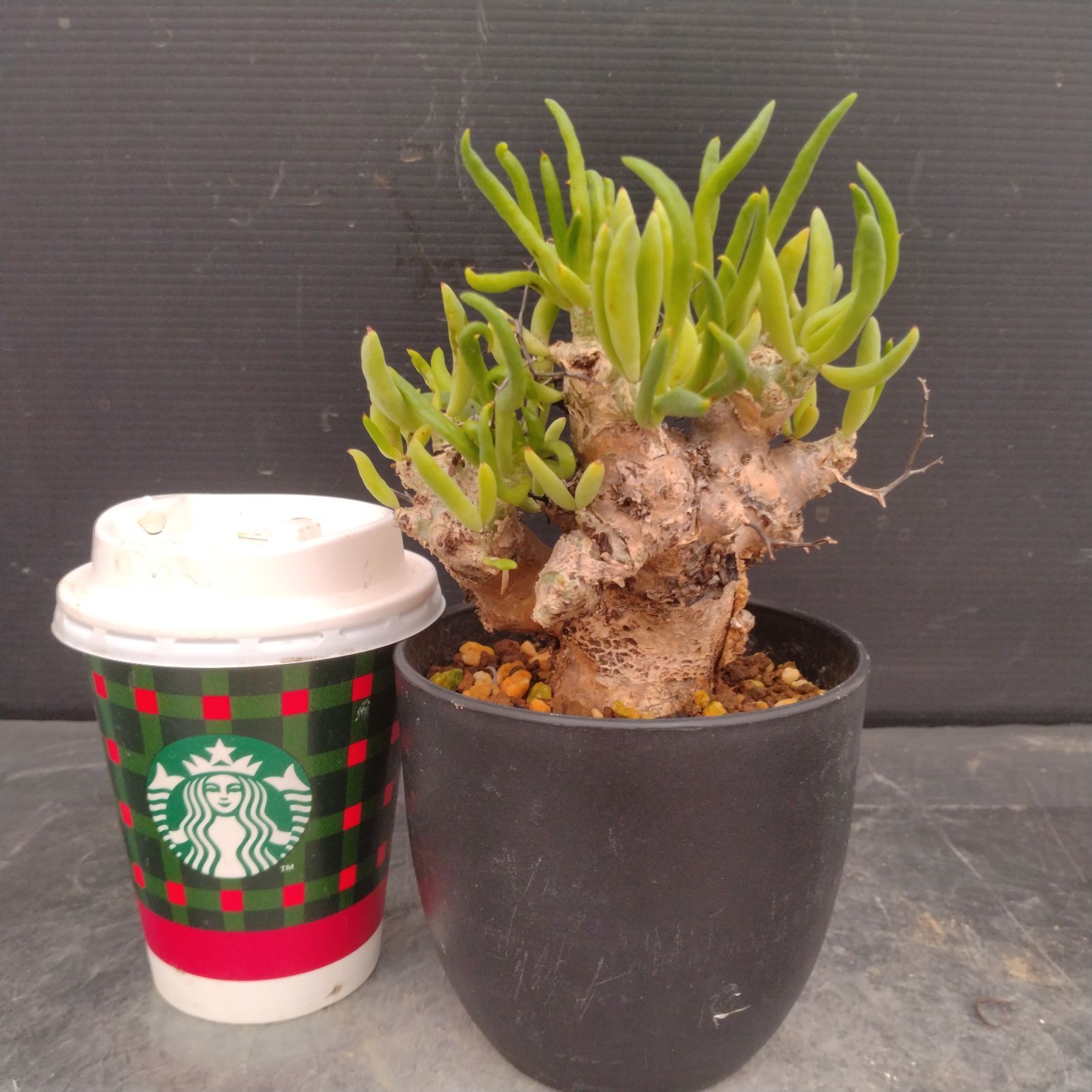 L161【自社養生株】チレコドン レティキュラータス 万物想（S）（現地