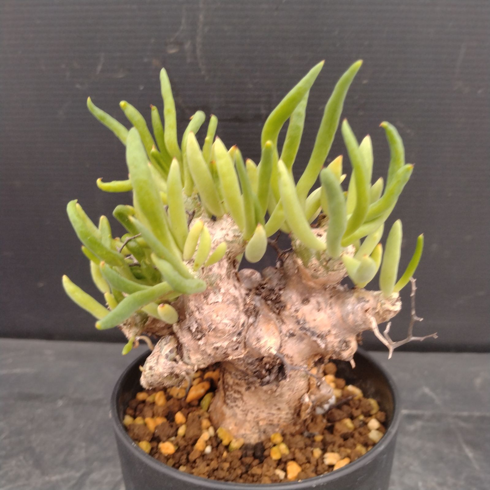 L161【自社養生株】チレコドン レティキュラータス 万物想（S）（現地