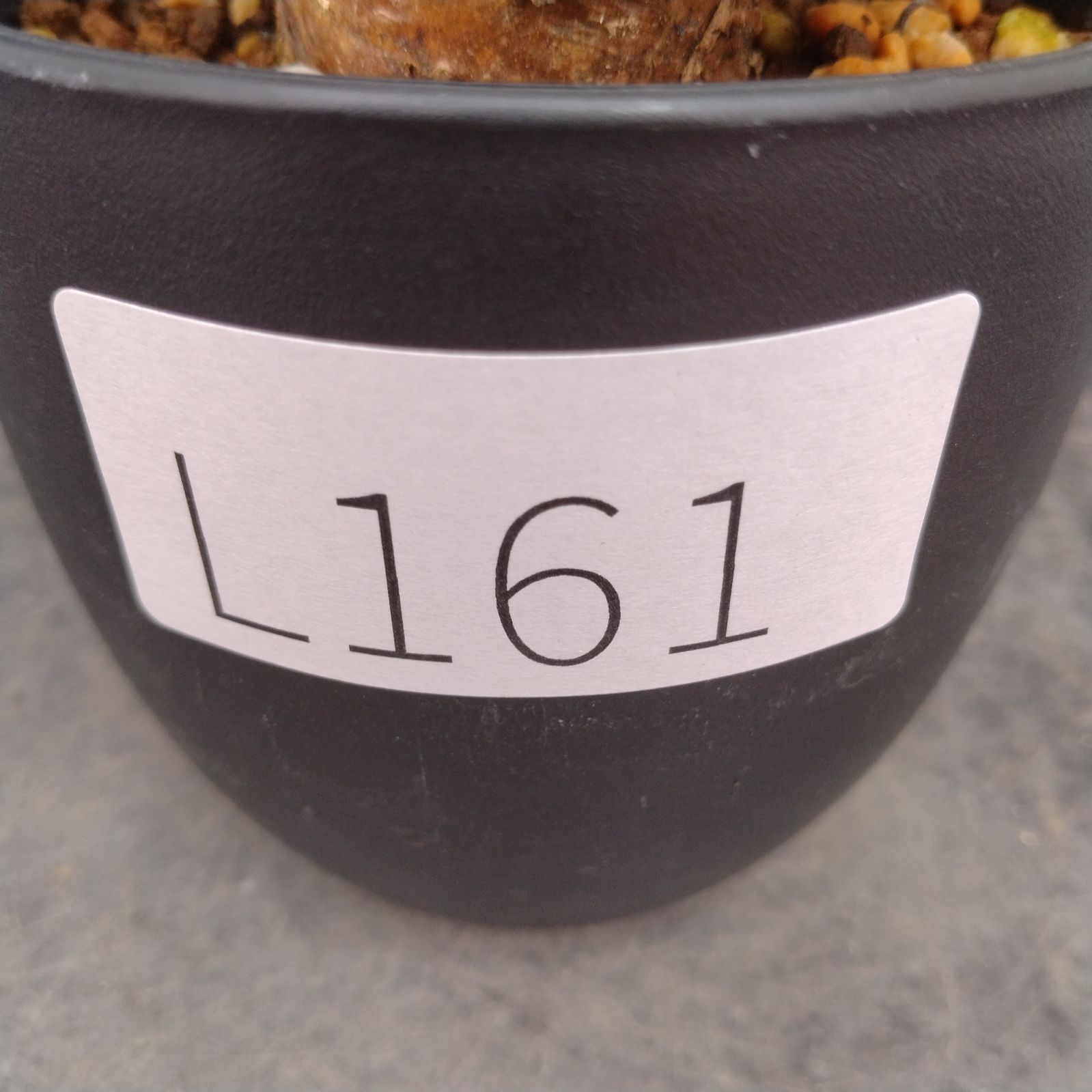 L161【自社養生株】チレコドン レティキュラータス 万物想（S）（現地