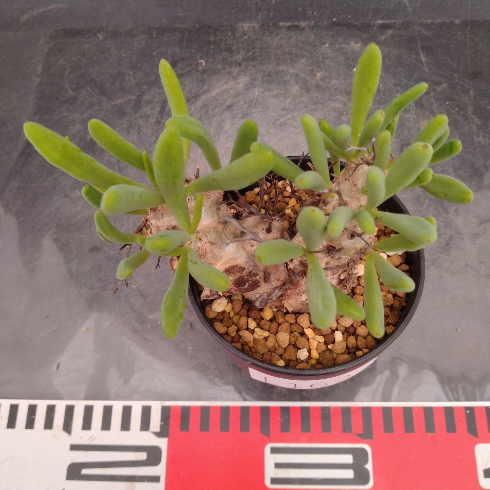 L162【自社養生株】チレコドン レティキュラータス 万物想（S）（現地