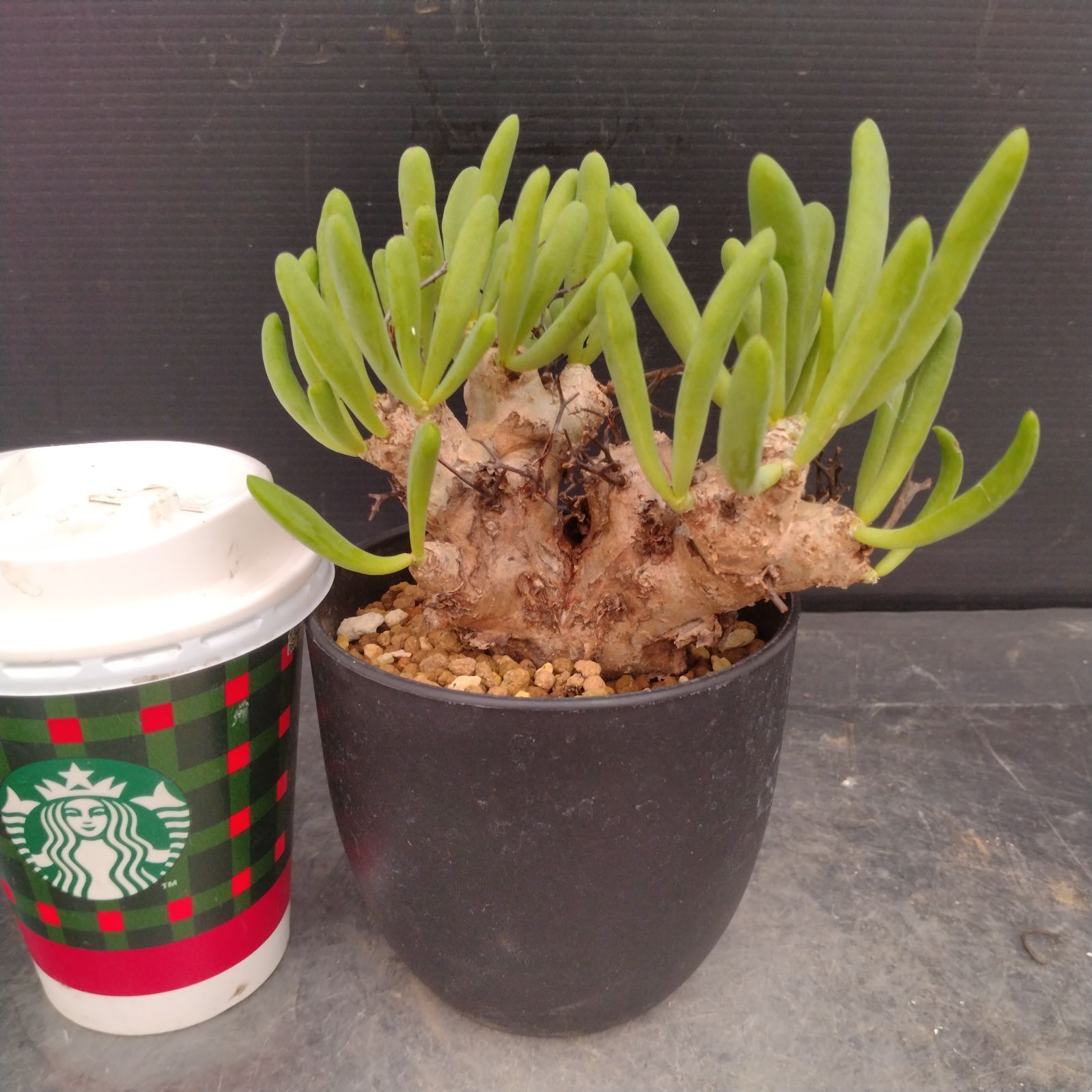 L162【自社養生株】チレコドン レティキュラータス 万物想（S）（現地