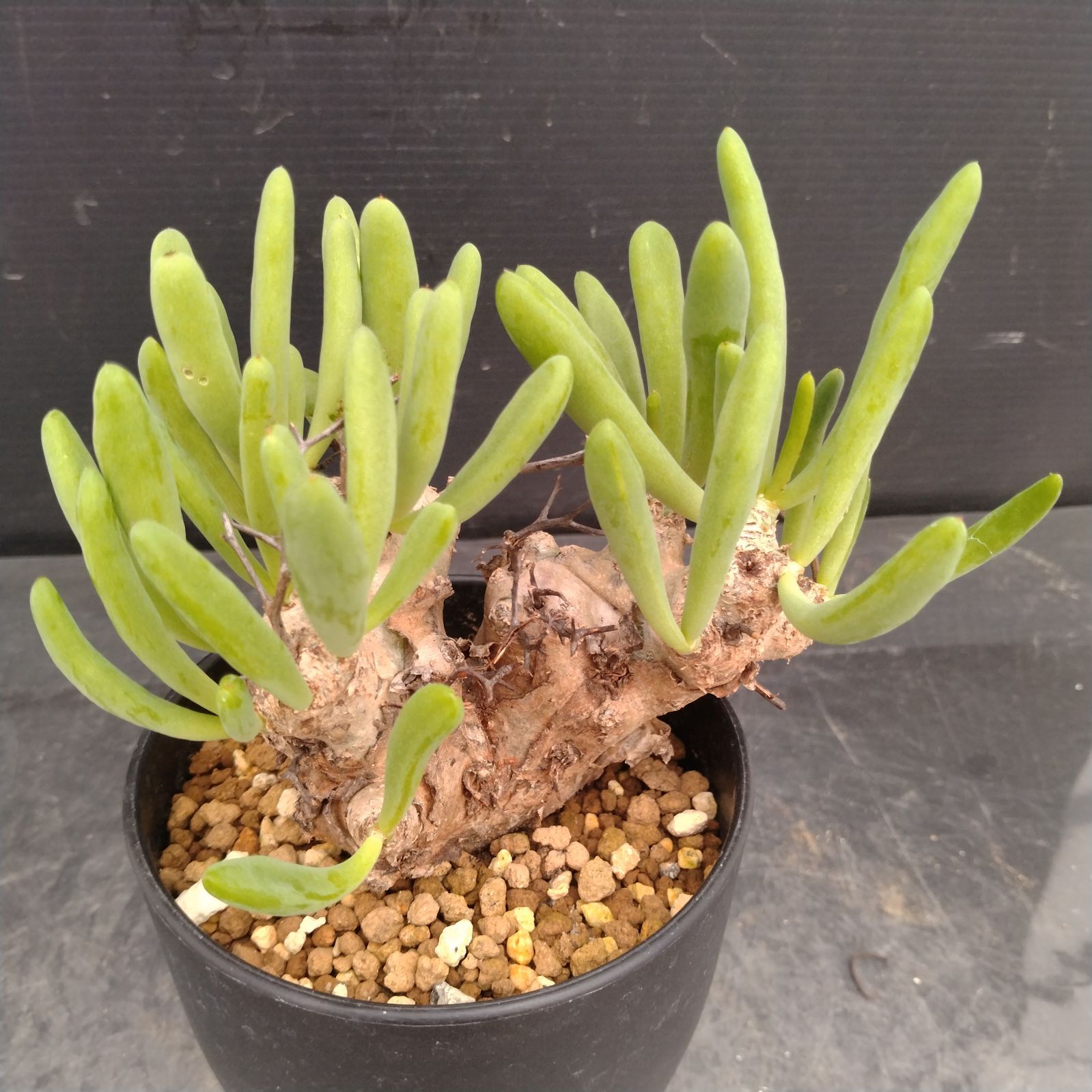 L162【自社養生株】チレコドン レティキュラータス 万物想（S）（現地