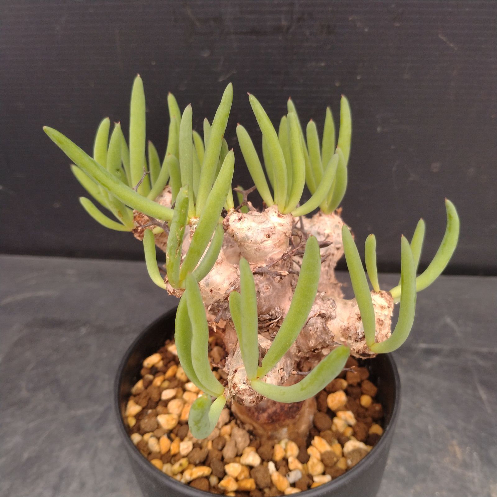 L163【自社養生株】チレコドン レティキュラータス 万物想（S）（現地