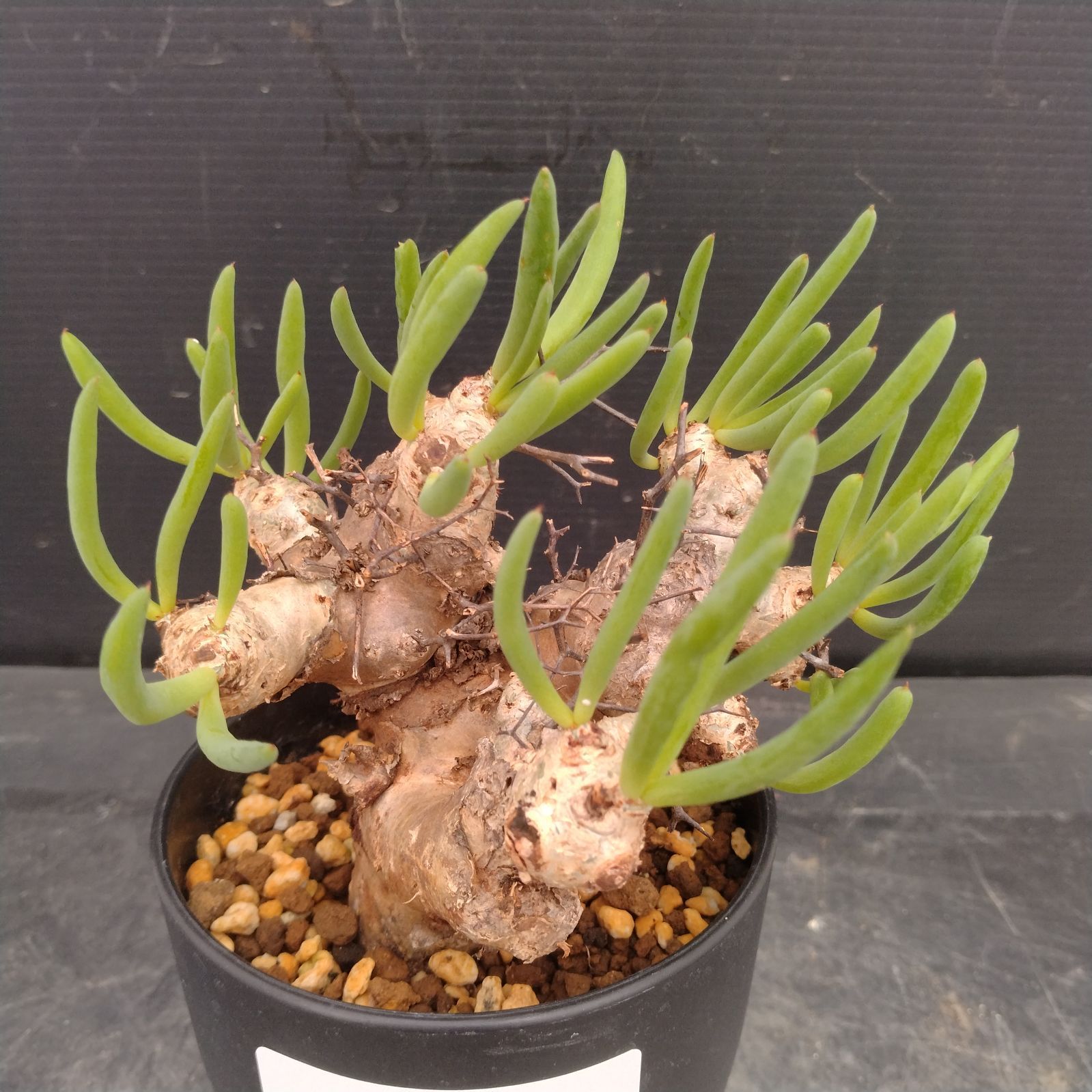 L163【自社養生株】チレコドン レティキュラータス 万物想（S）（現地