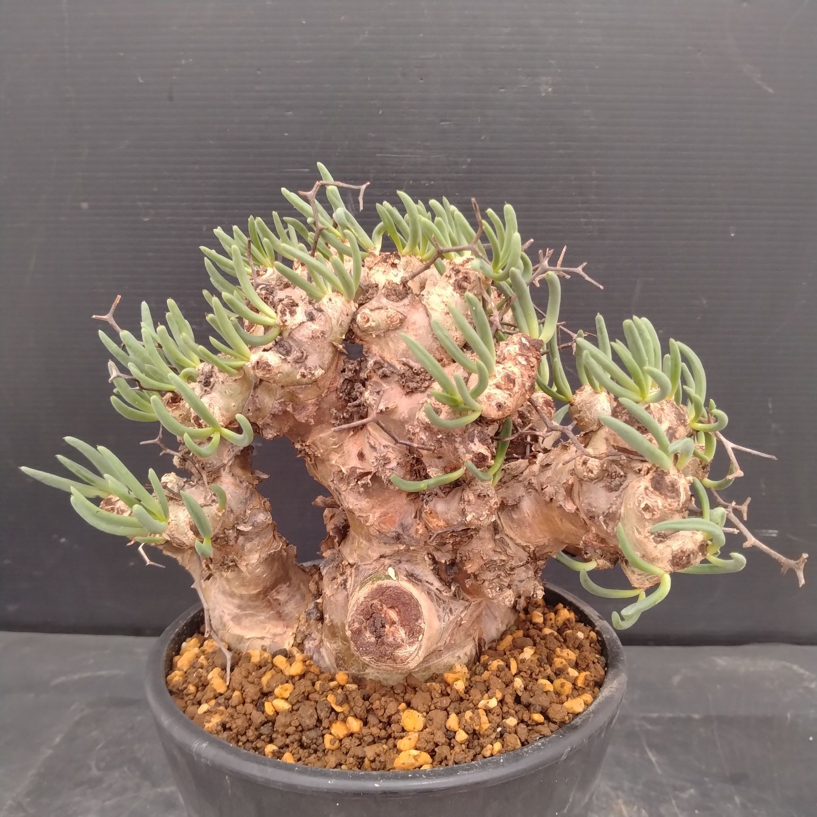 L167【自社養生株】チレコドン レティキュラータス 万物想（M）（現地