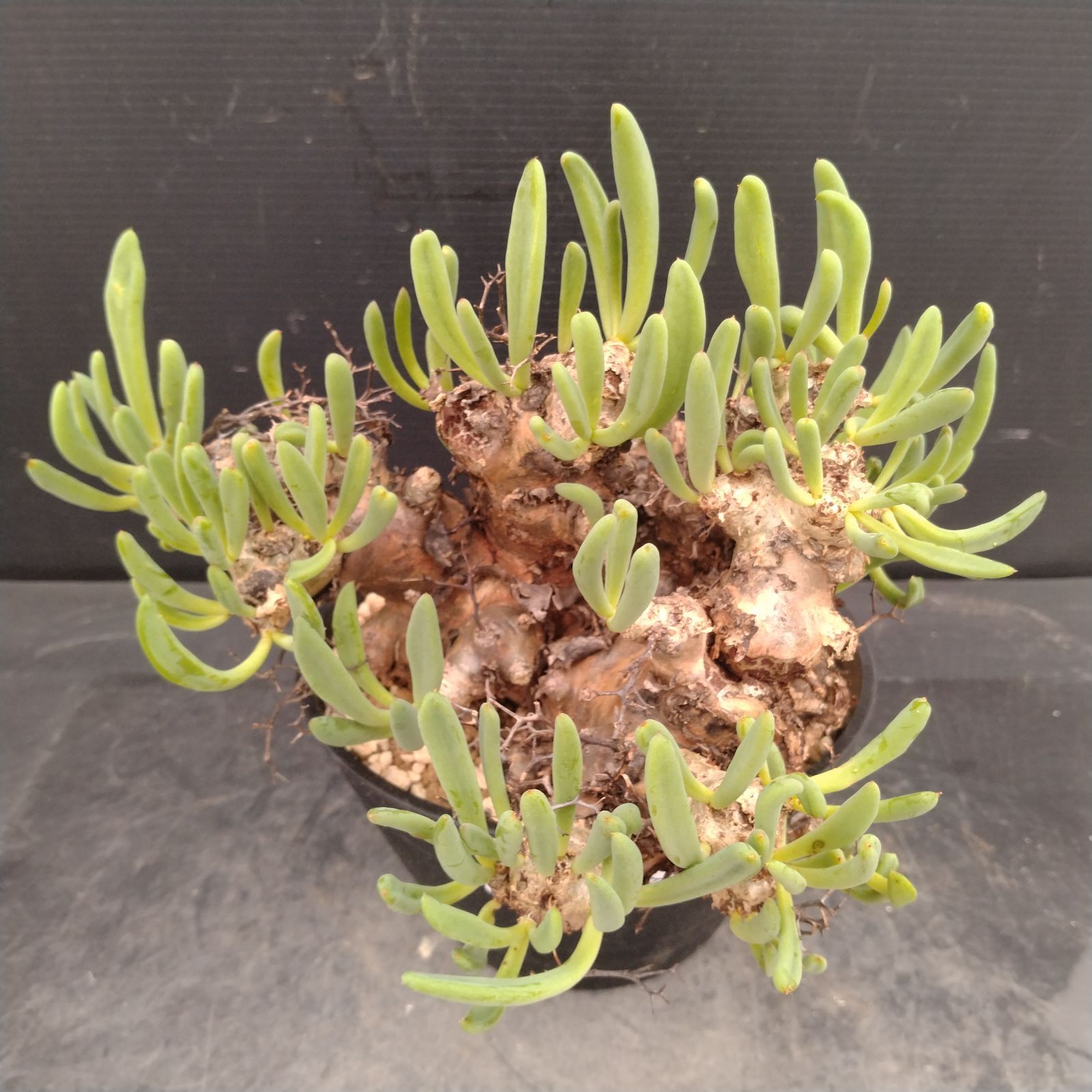 L168【自社養生株】チレコドン レティキュラータス 万物想（M）（現地