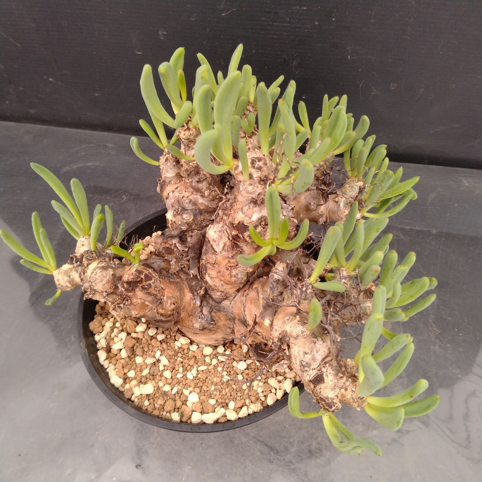 T068 発根済み 大株！！チレコドン レティキュラータス 万物想 現地球 L168【自社養生株】チレコドン レティキュラータス 万物想（M）（現地