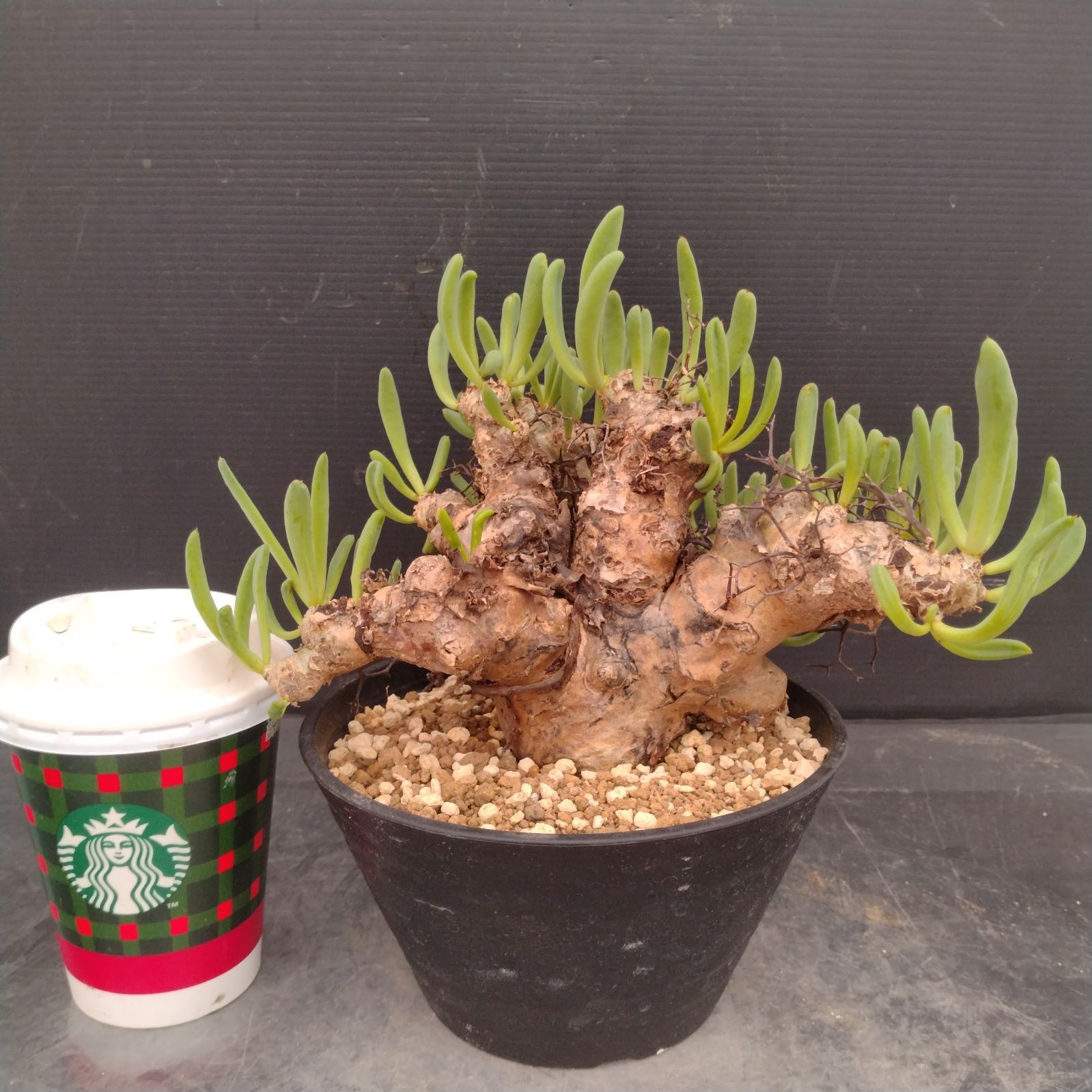 L168【自社養生株】チレコドン レティキュラータス 万物想（M）（現地