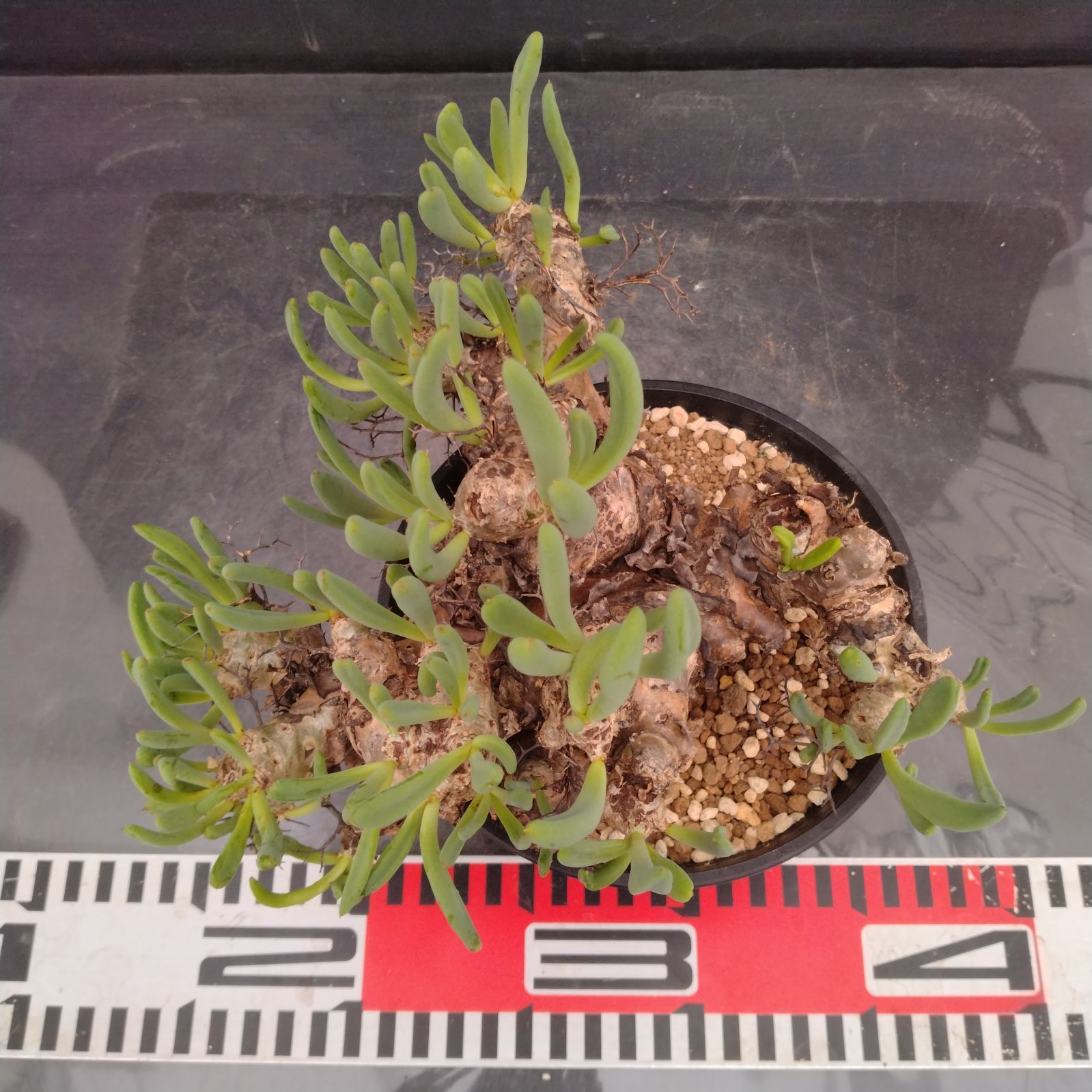 L168【自社養生株】チレコドン レティキュラータス 万物想（M）（現地