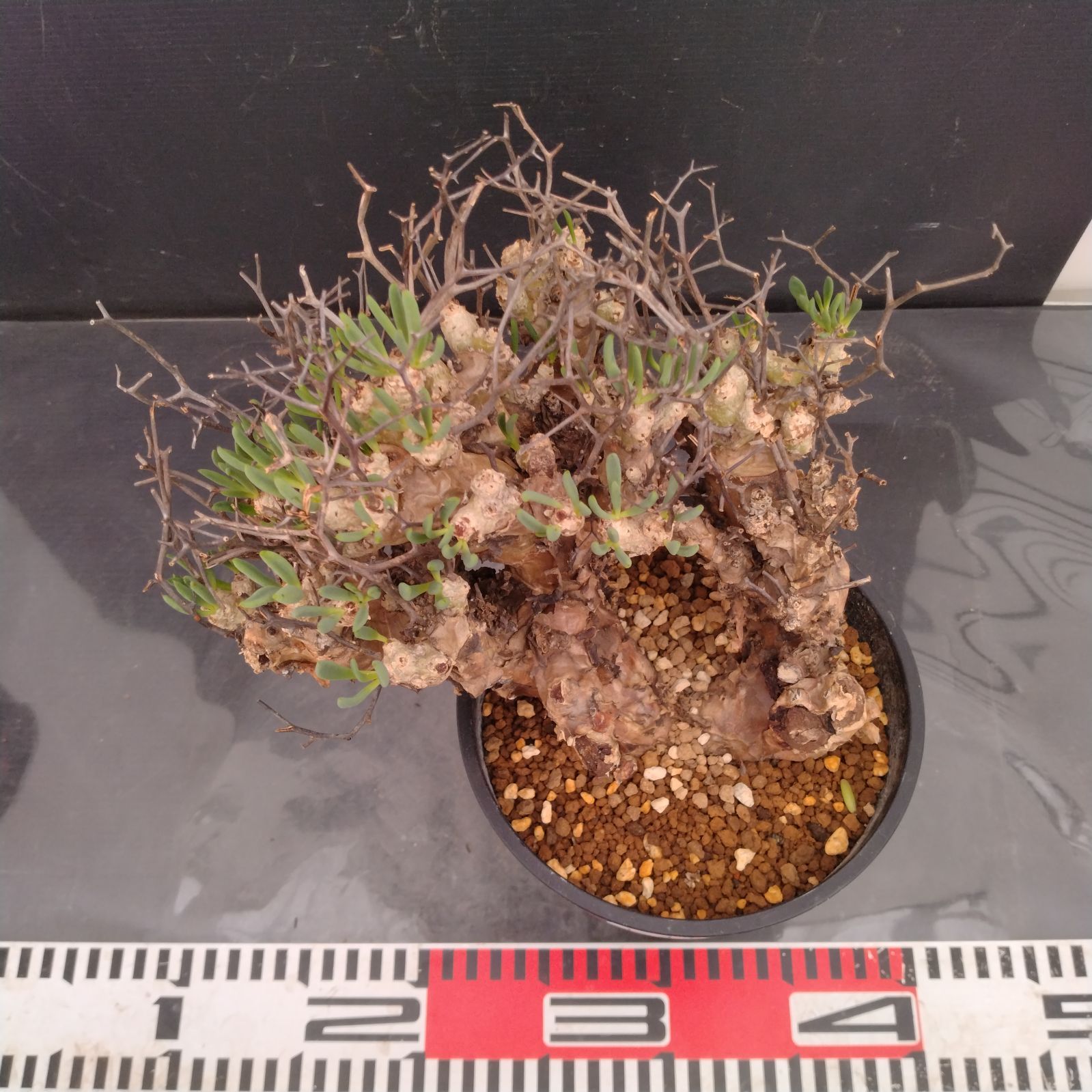 L169【自社養生株】チレコドン レティキュラータス 万物想（M）（現地