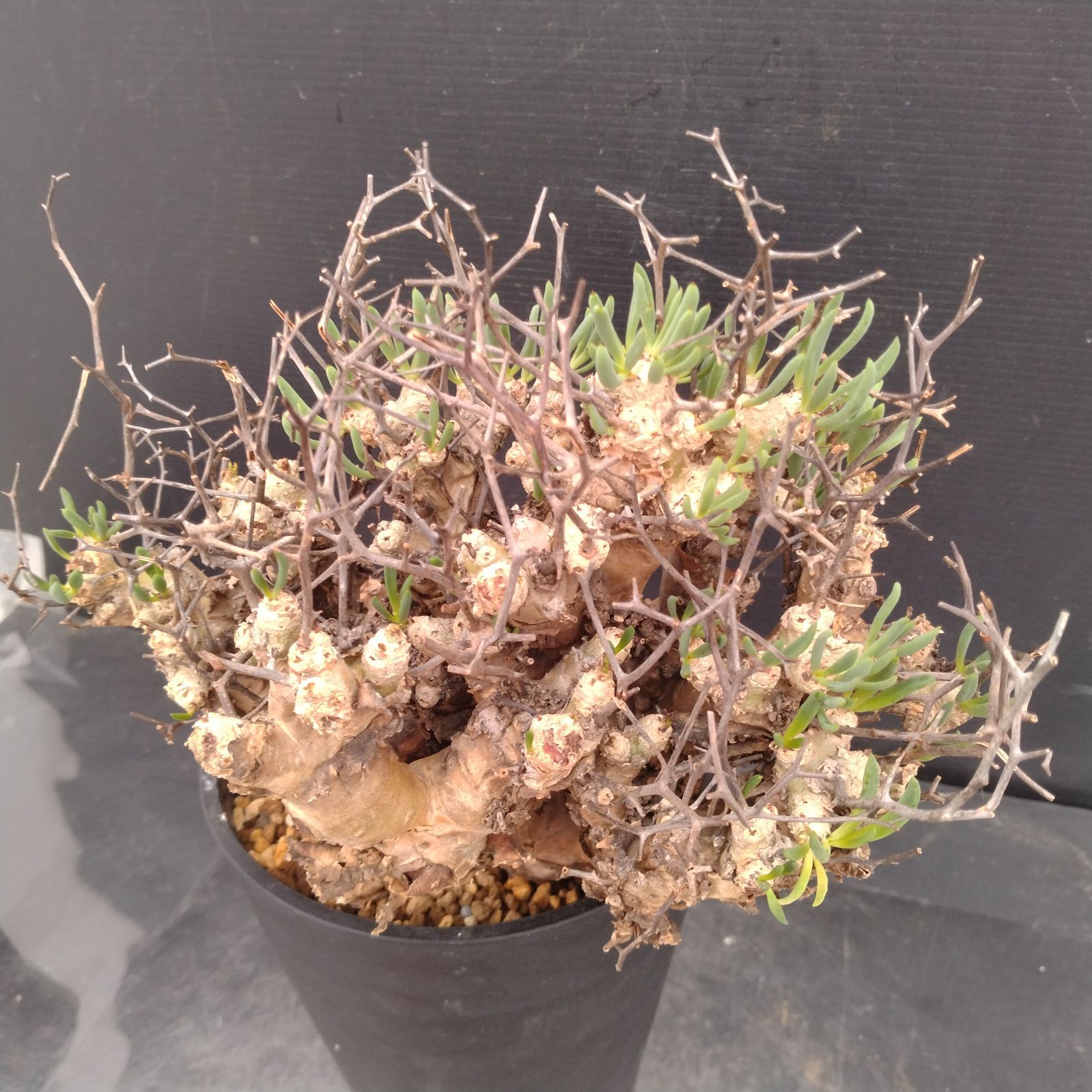 L169【自社養生株】チレコドン レティキュラータス 万物想（M）（現地