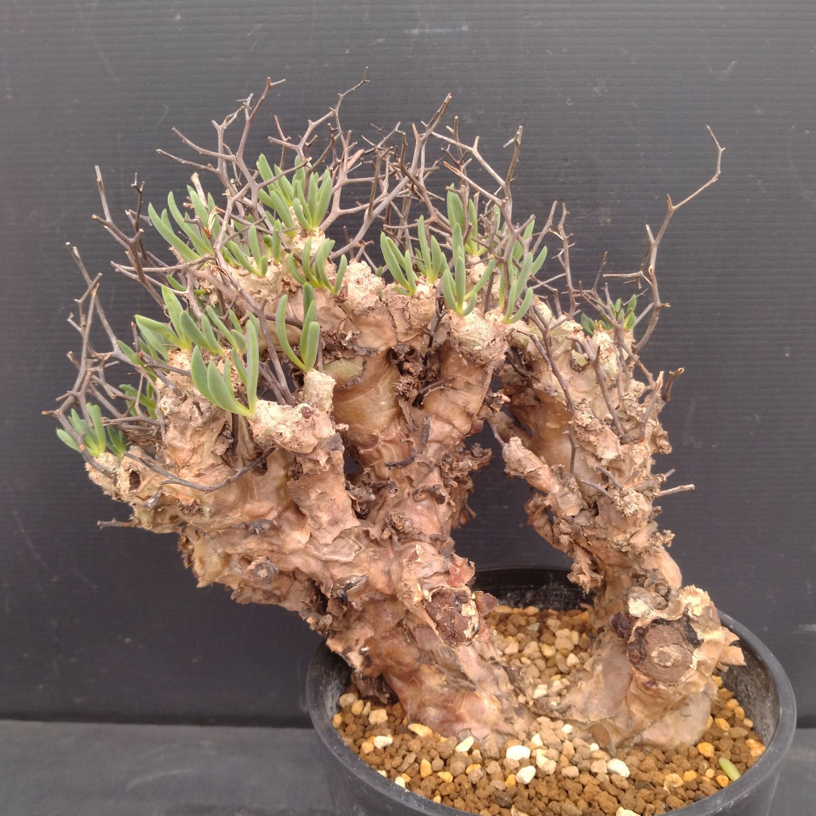 L169【自社養生株】チレコドン レティキュラータス 万物想（M）（現地