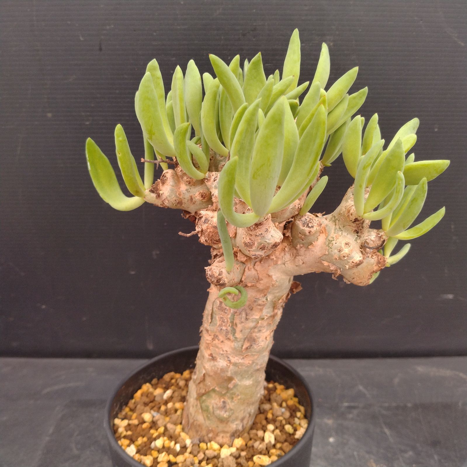 L171【自社養生株】チレコドン レティキュラータス 万物想（M）（現地