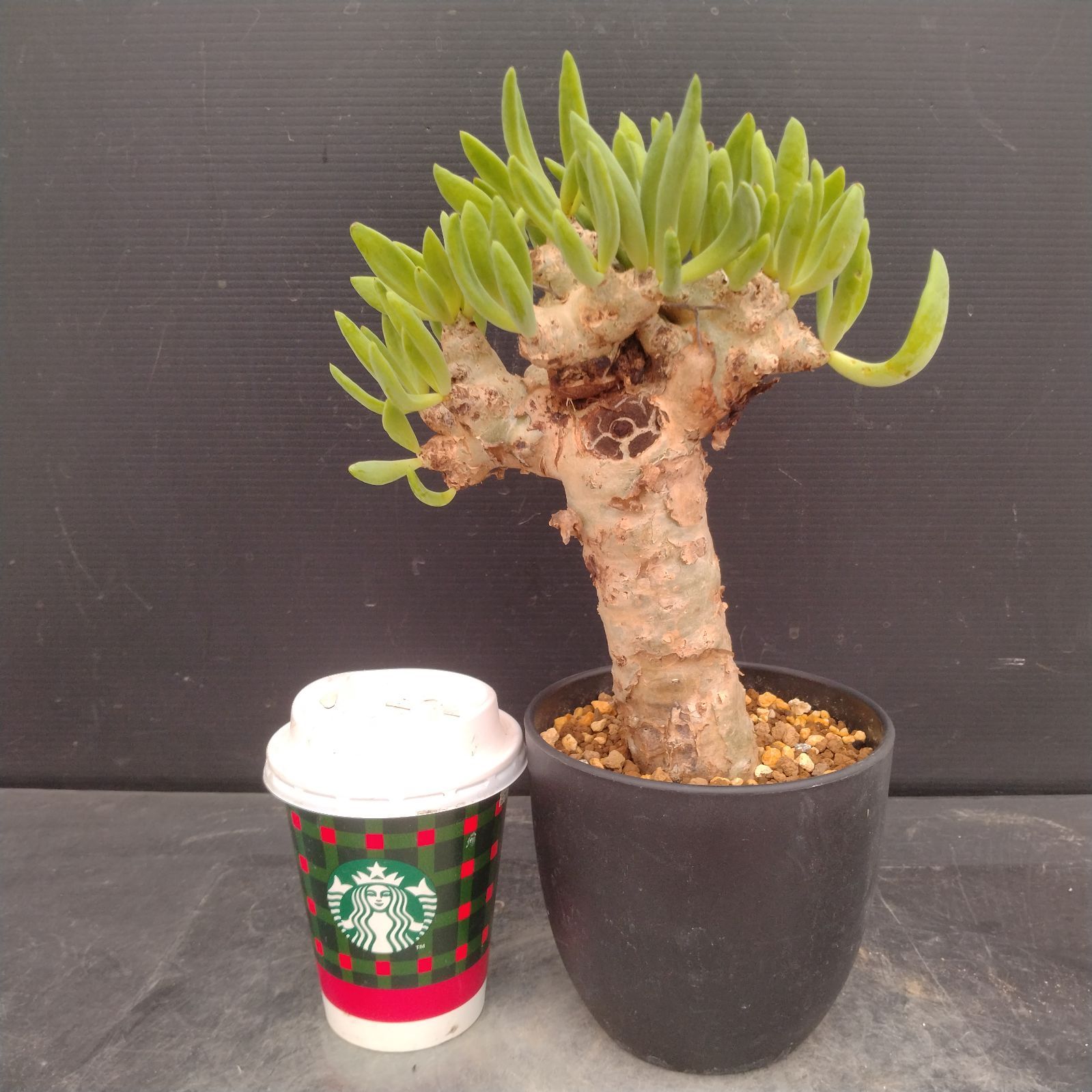 L171【自社養生株】チレコドン レティキュラータス 万物想（M）（現地