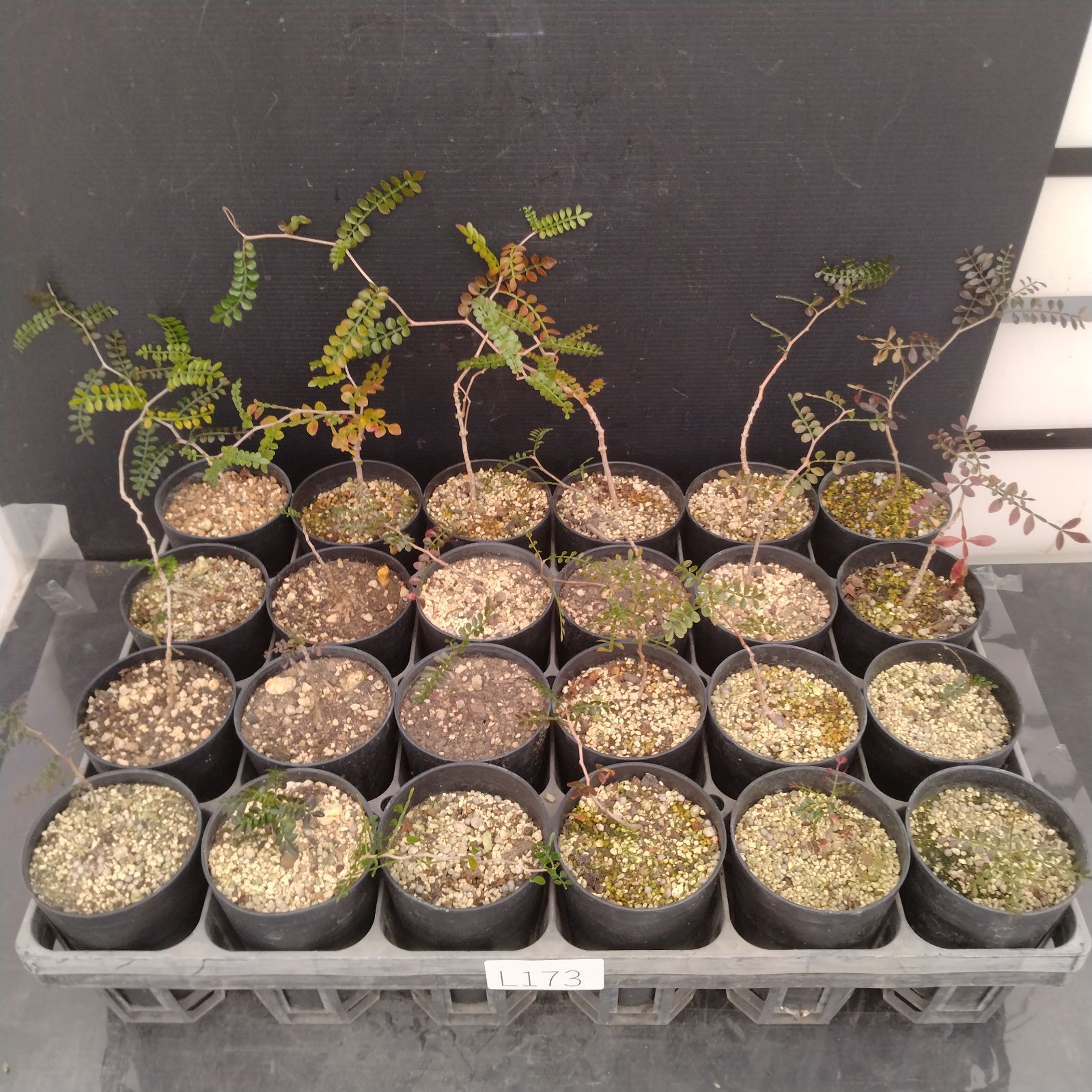 L173【自社養生株】オペルクリカリア パキプス 1ケース（実生・発根株