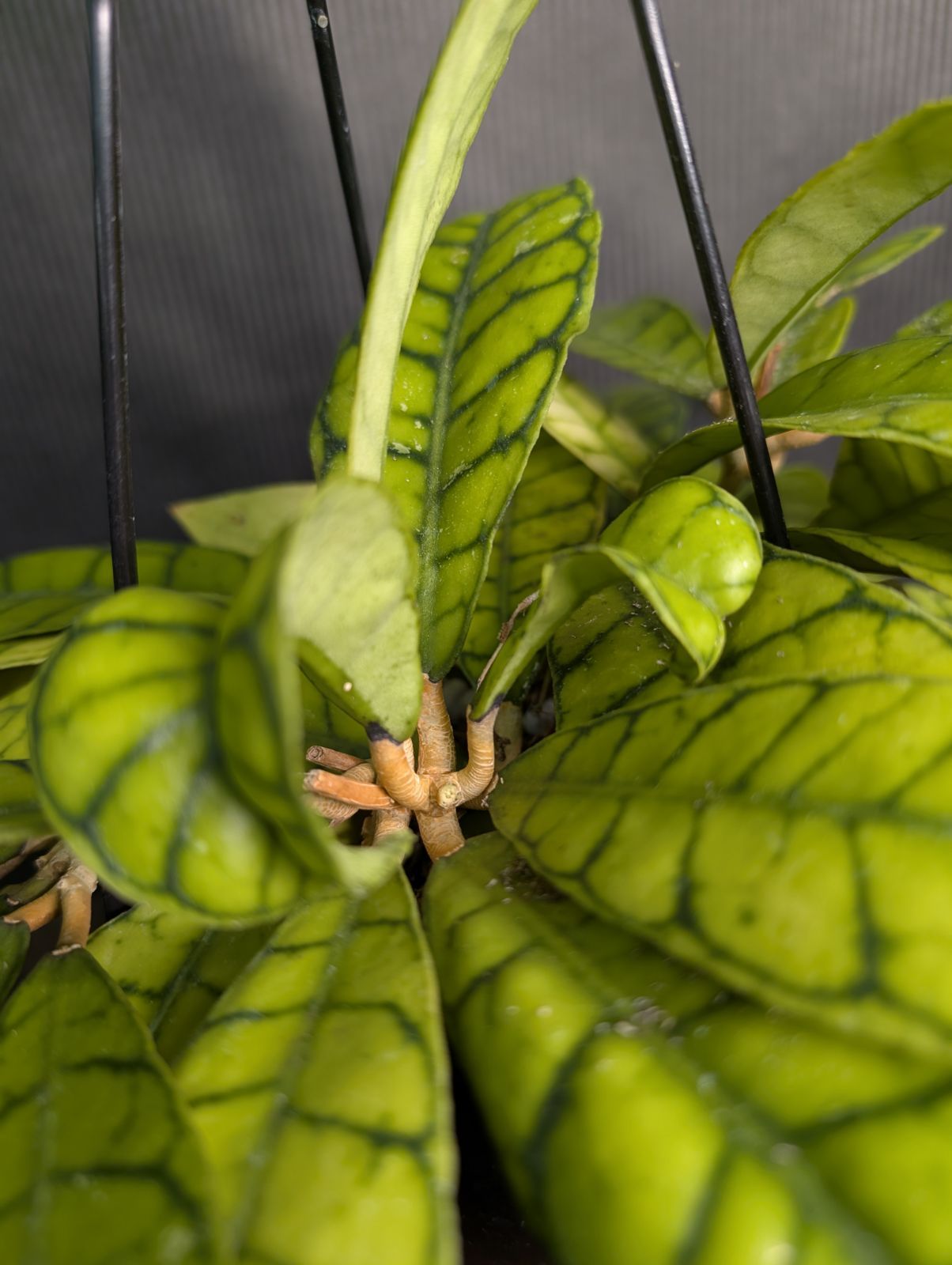 ホヤ カリストフィラ 4寸 吊り鉢 ② - メルカリ