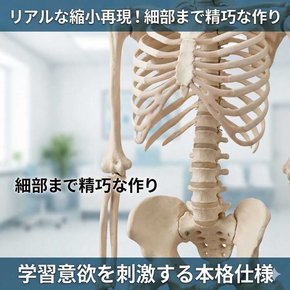 人体骨格模型 85cm 1/2サイズ 骨格標本 スタンド付き 解剖学 学習用