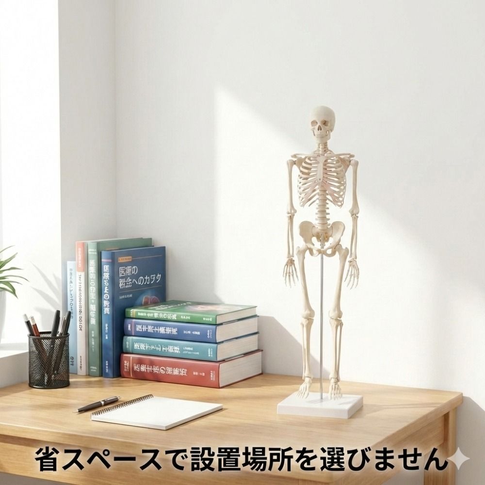 人体骨格模型 85cm 1/2サイズ 骨格標本 スタンド付き 解剖学 学習用