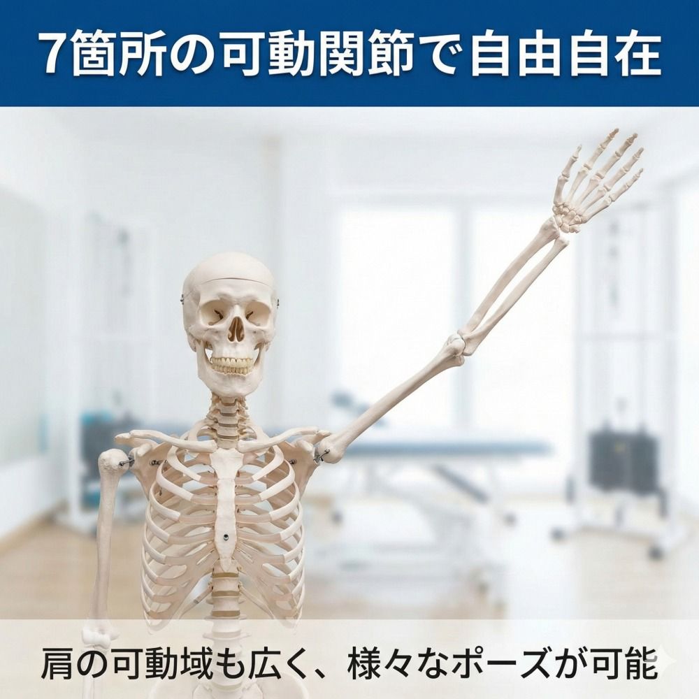 人体骨格模型 85cm 1/2サイズ 骨格標本 スタンド付き 解剖学 学習用