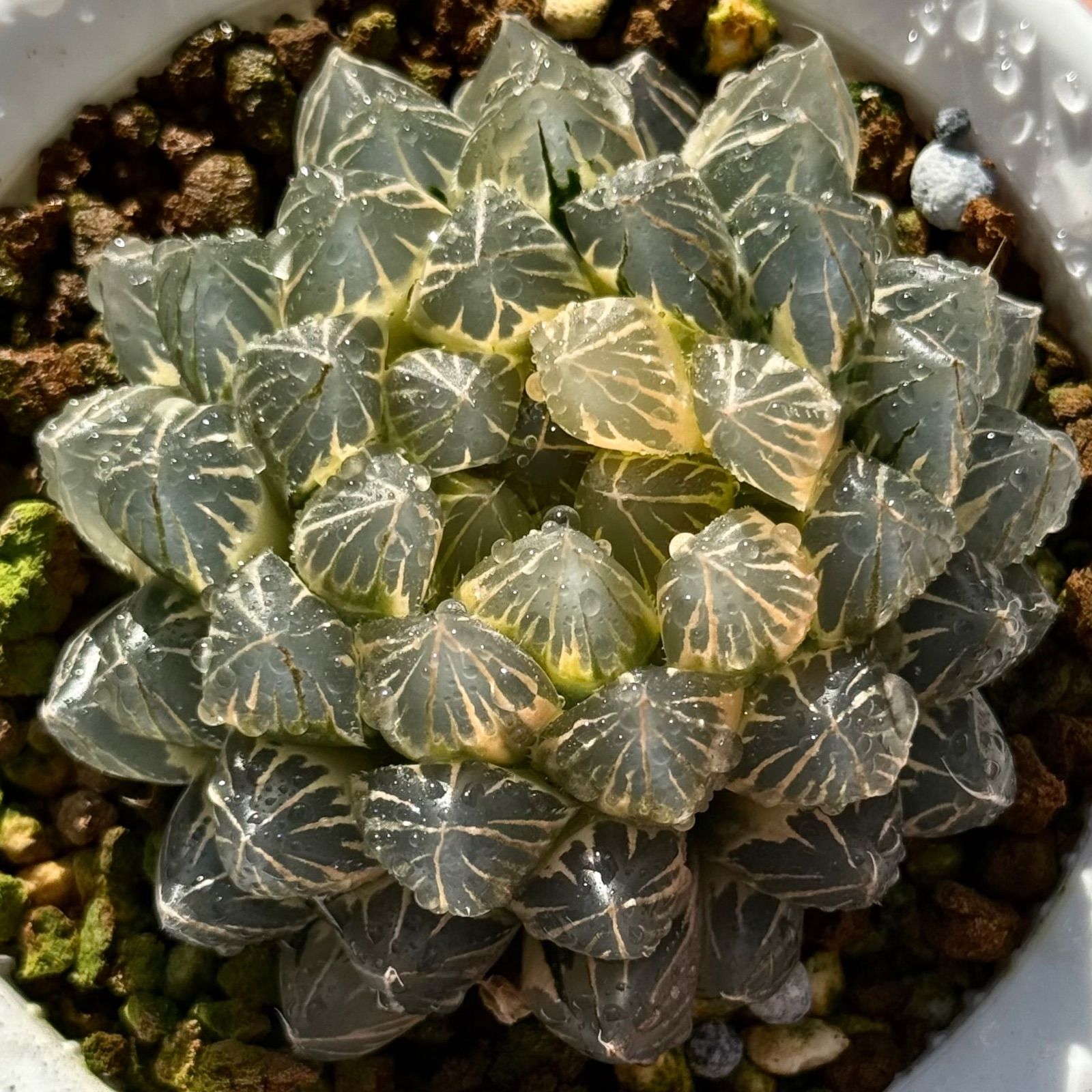 し*う様 ブラックオブツーサ錦群生　糊斑　超美株　ハオルチア　観葉植物　1 ブラックオブツーサ錦 糊斑 親株 H1927 - メルカリ