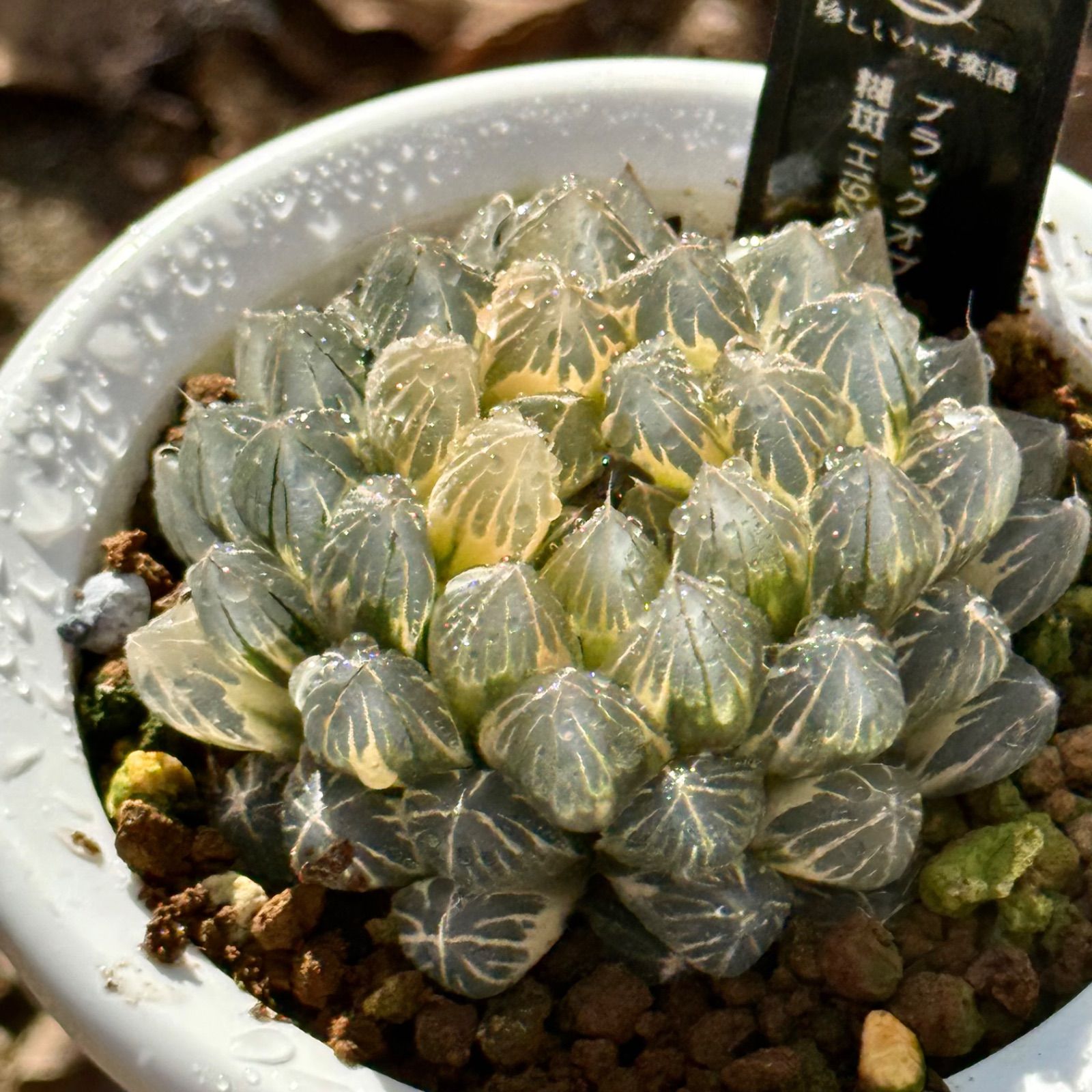 ブラックオブツーサ錦 糊斑 親株 H1927 - メルカリ