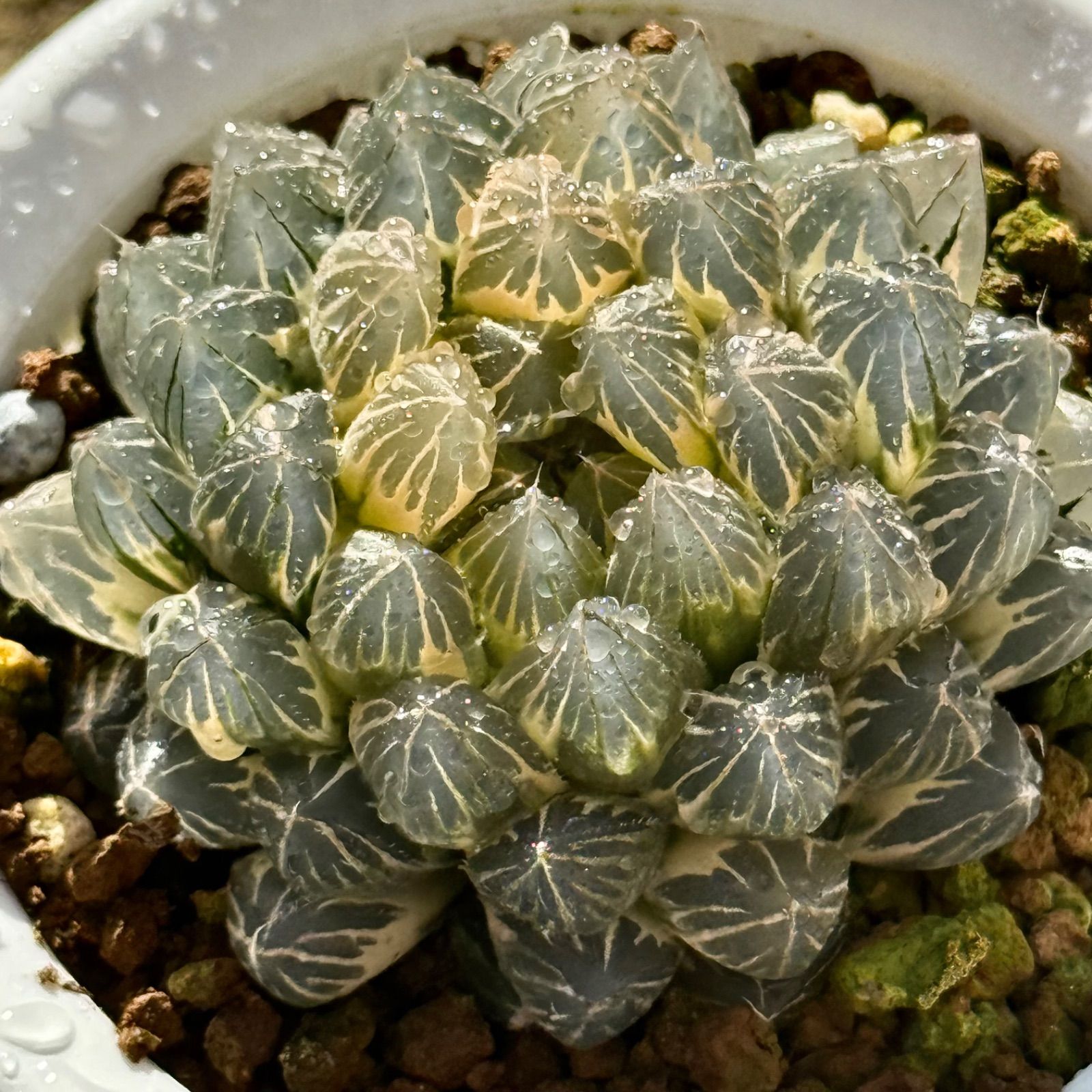 ブラックオブツーサ錦 糊斑 親株 H1927 - メルカリ