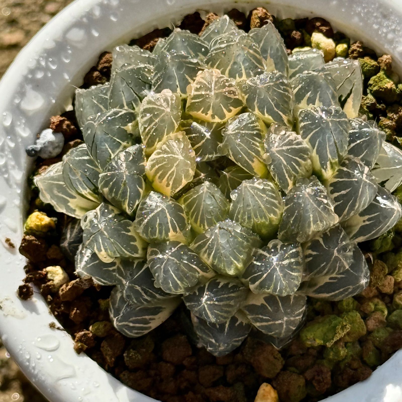 し*う様 ブラックオブツーサ錦群生　糊斑　超美株　ハオルチア　観葉植物　1 ブラックオブツーサ錦 糊斑 親株 H1927 - メルカリ